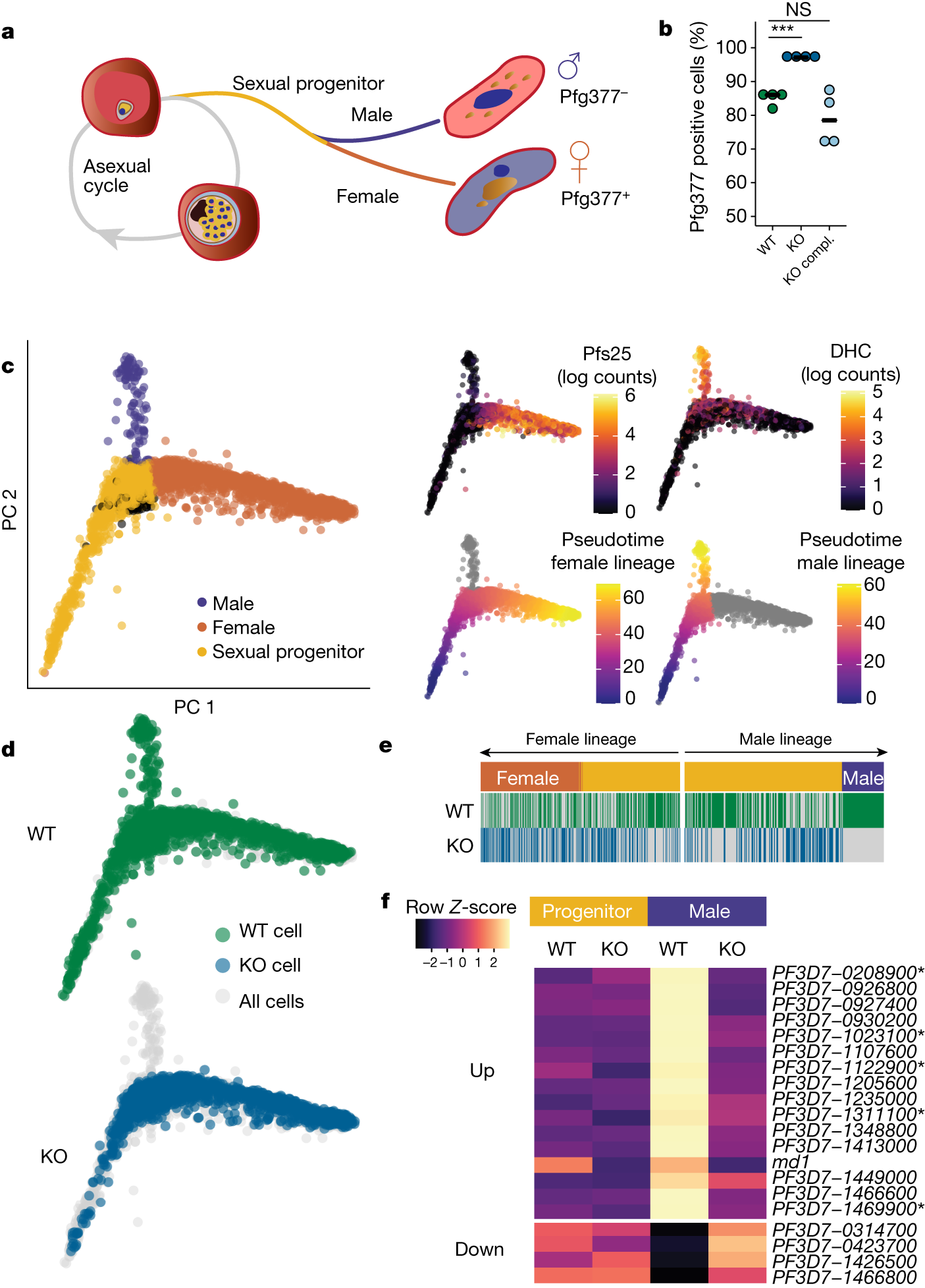 A transcriptional switch controls sex determination in Plasmodium  falciparum | Nature