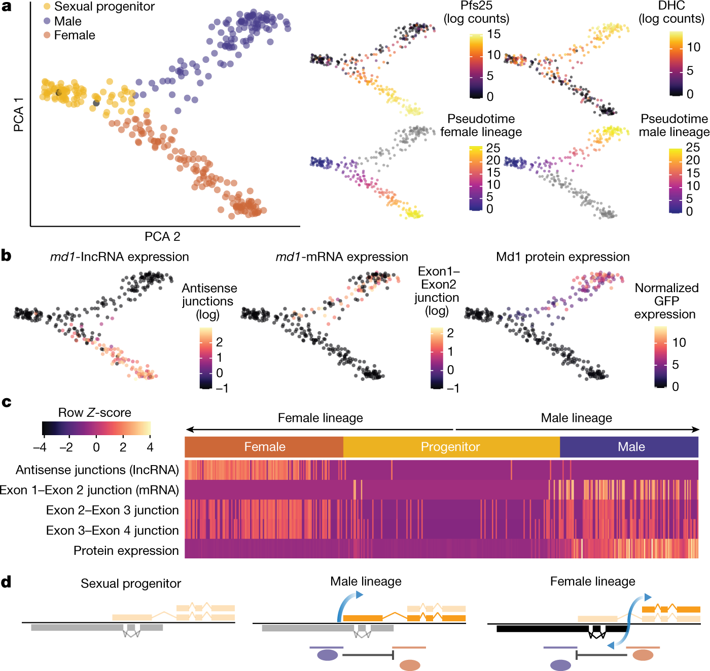 Fig. 3: Transcriptional and translational patterns at the md1 locus are associated with the sex-determining event.