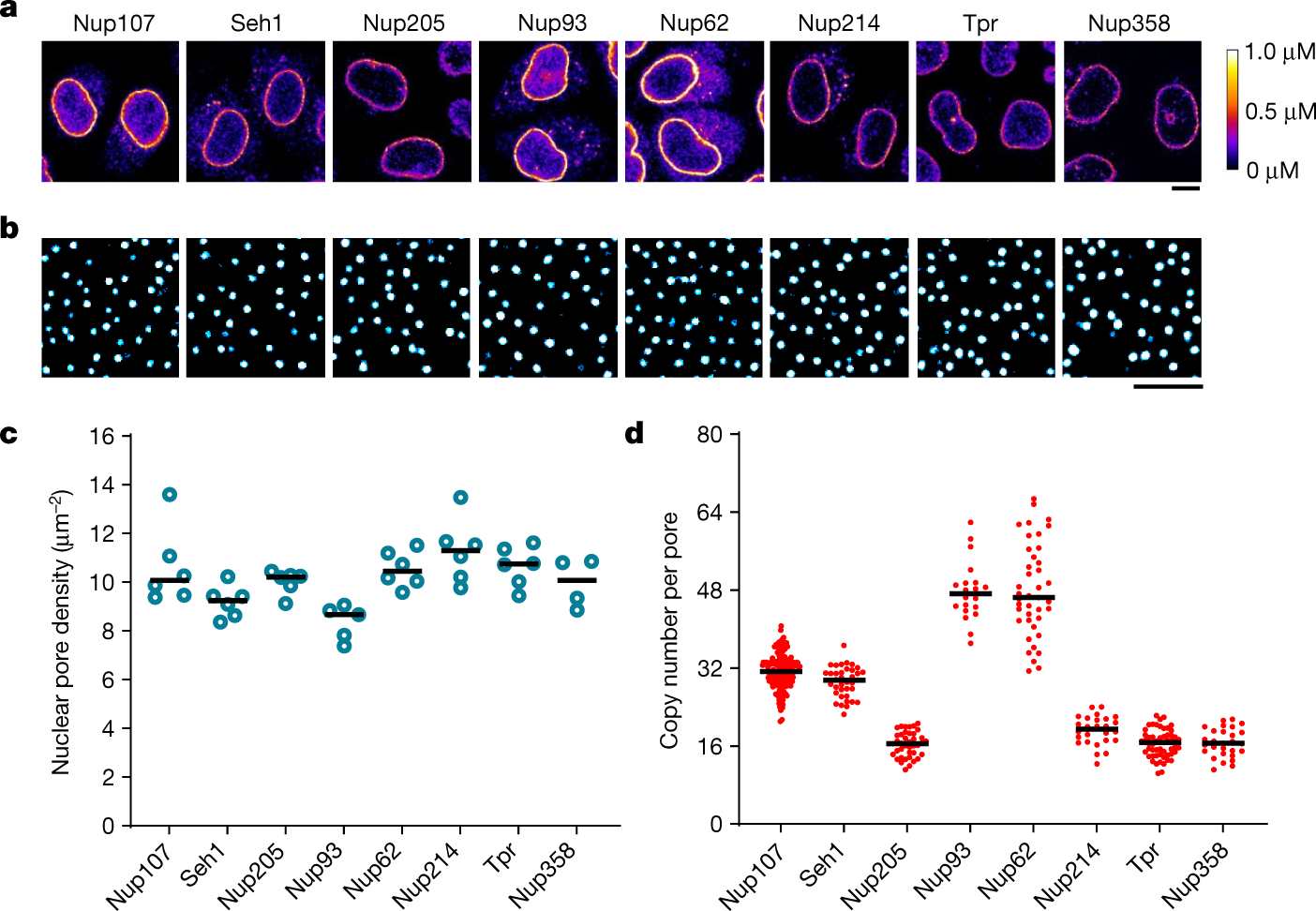A quantitative map of nuclear pore assembly reveals two distinct mechanisms  | Nature