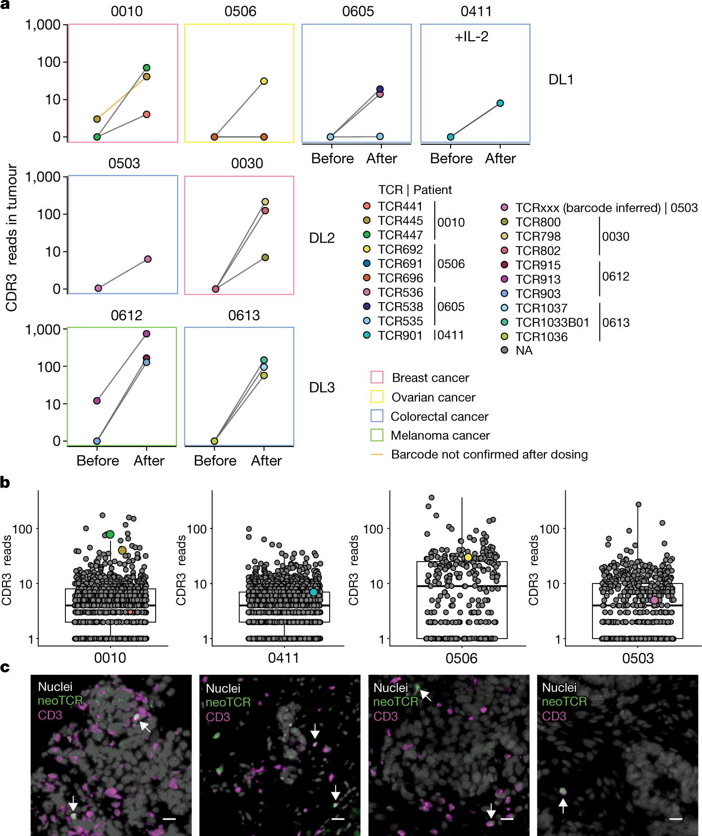 Fig. 4: Trafficking of neoTCR transgenic T cells as detected in tumour biopsies.