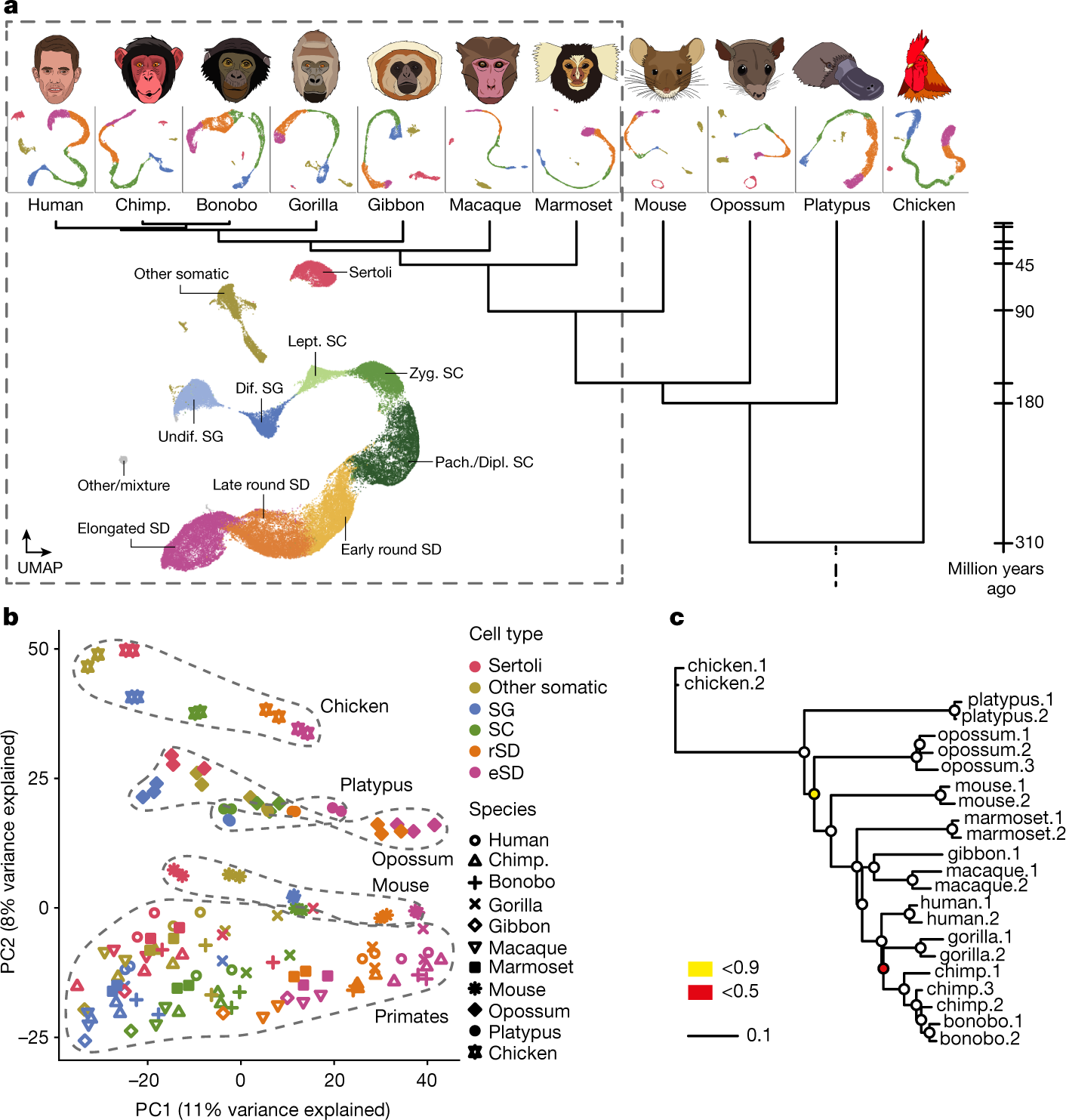 The molecular evolution of spermatogenesis across mammals | Nature