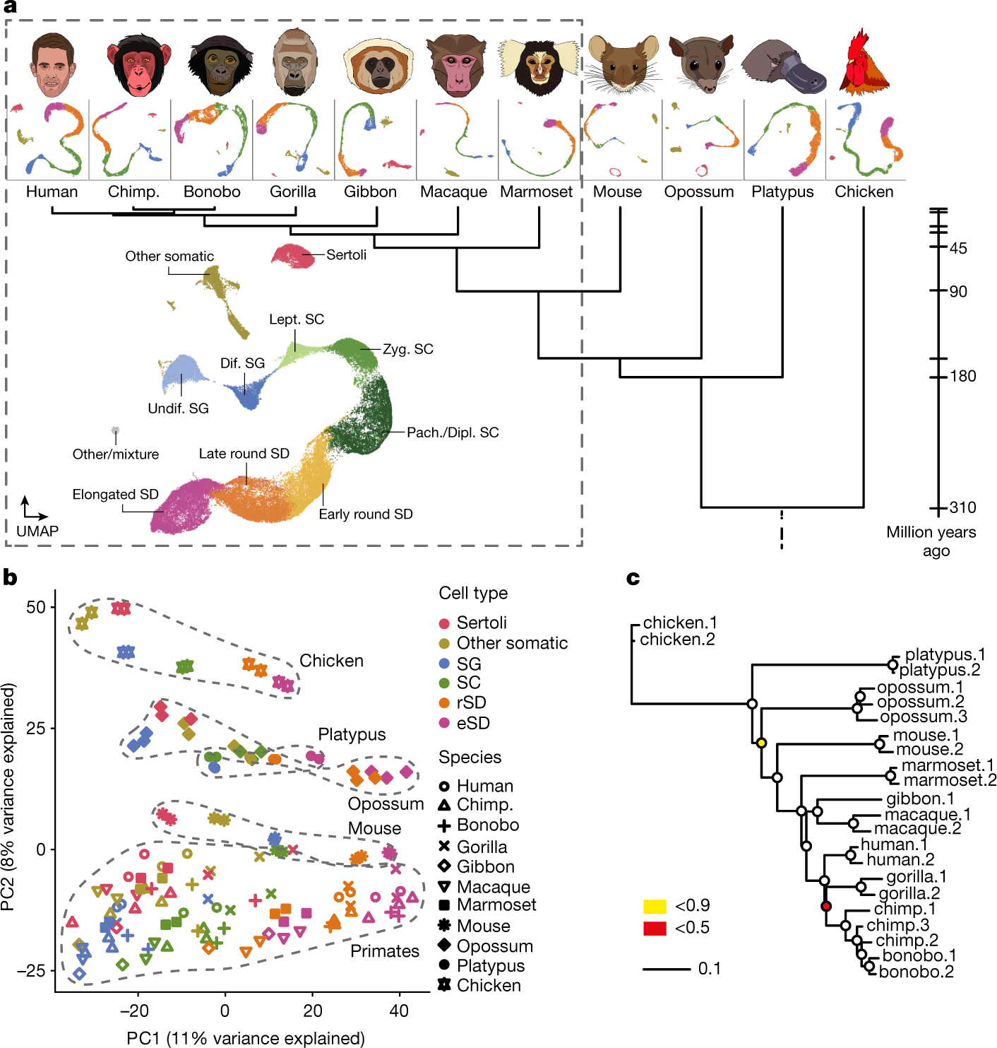 PDF) Lack of sex chromosome specific meiotic silencing in platypus