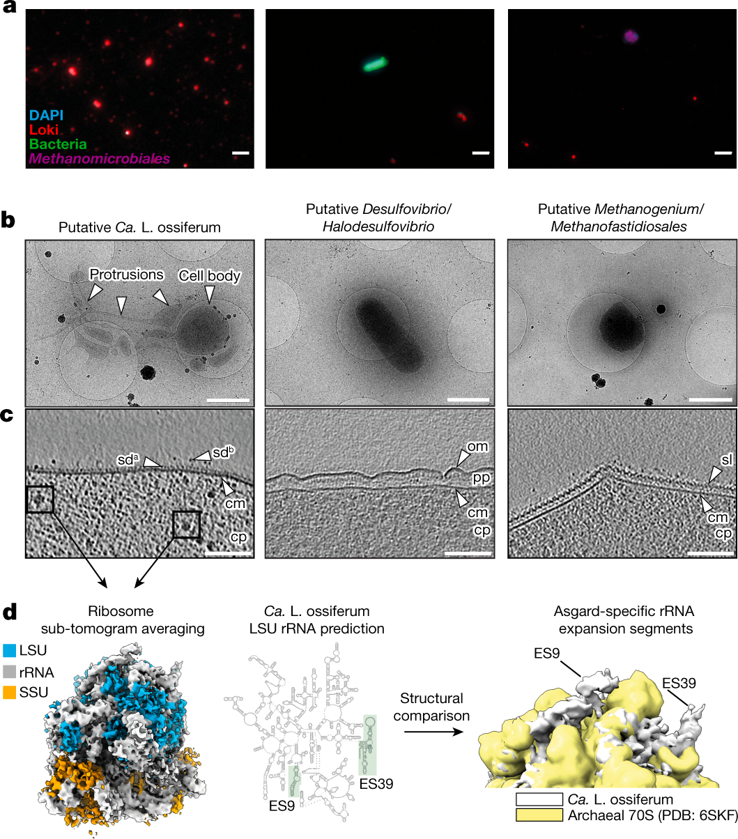 Fig. 3: Identification of ‘Ca. L. ossiferum’ cells in the enrichment culture.