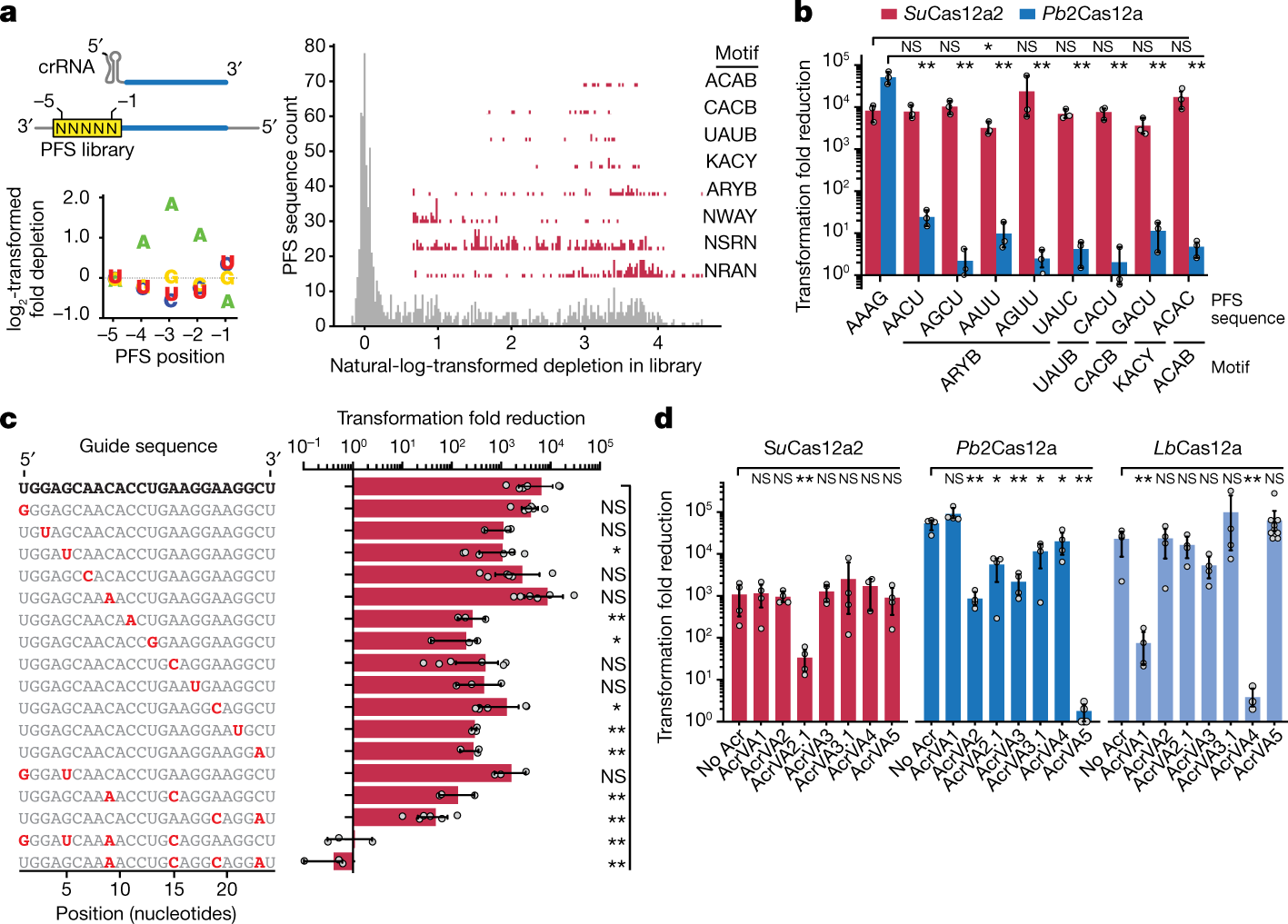 Fig. 3: SuCas12a2 exhibits promiscuous targeting and resists anti-Cas12a proteins.