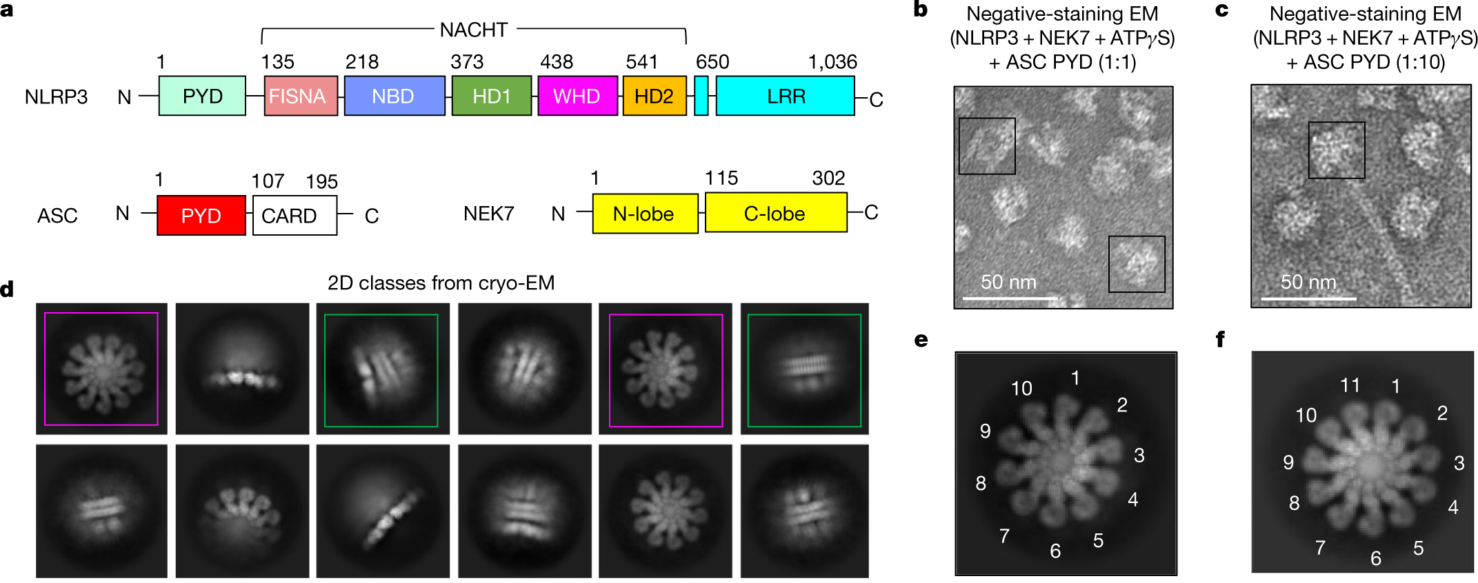 Cryo-EM structures of the active NLRP3 inflammasome disc