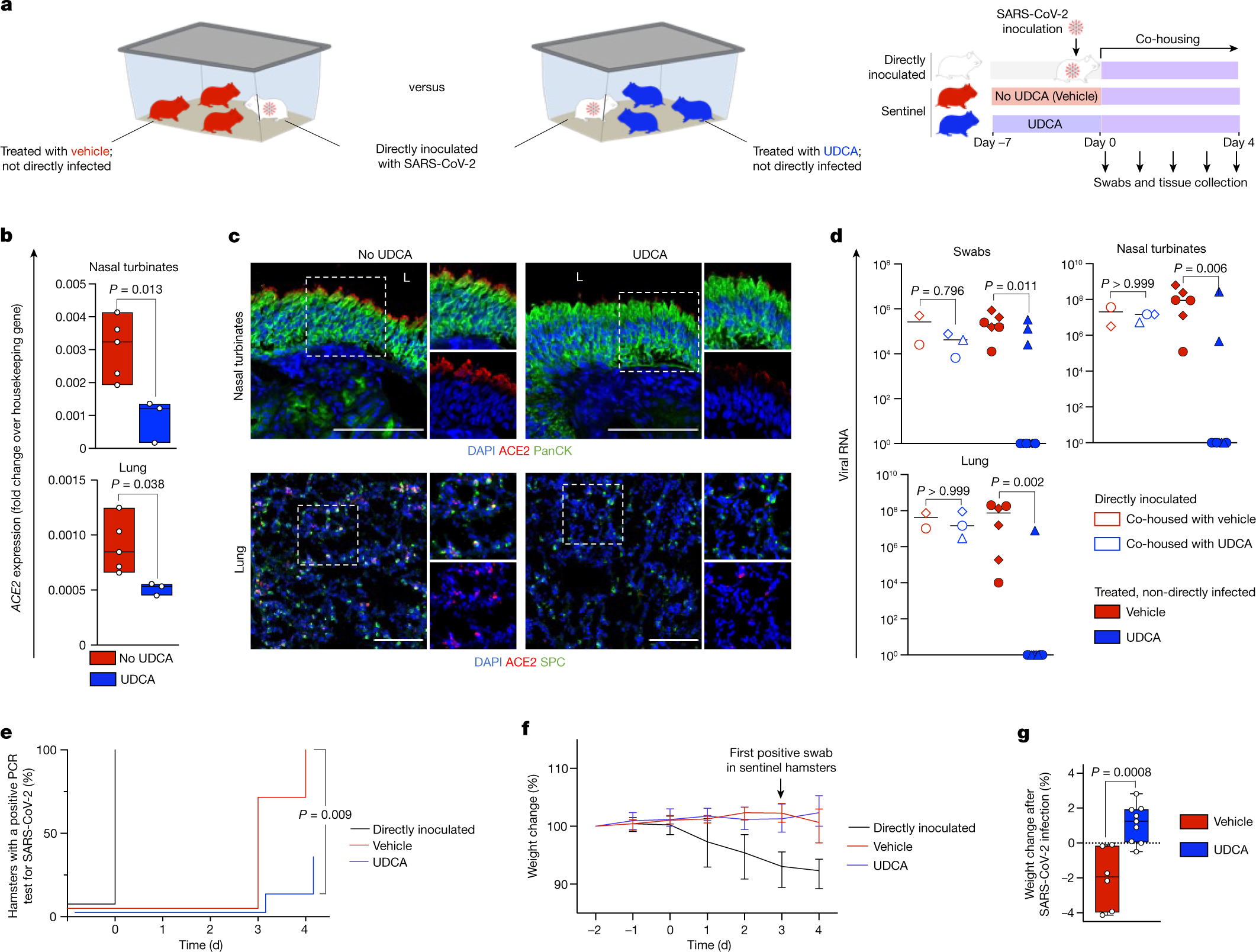 Fig. 2: Inhibition of FXR reduces ACE2 expression and SARS-CoV-2 infection in vivo.