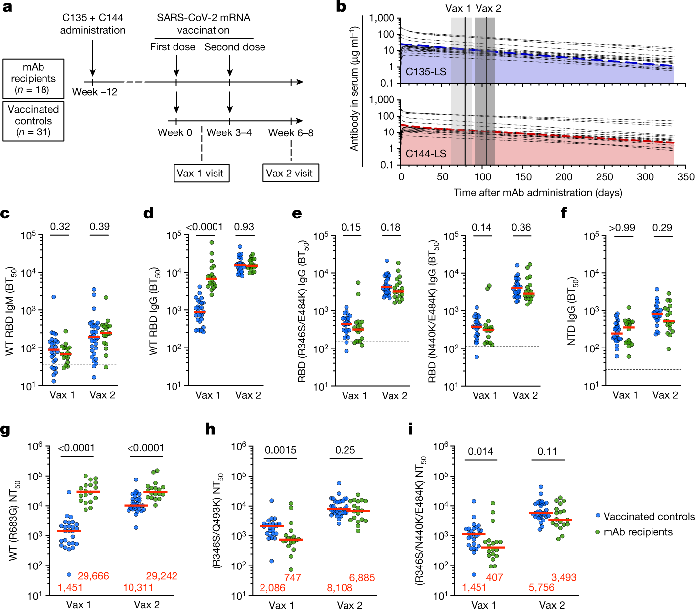 Delayed booster dosing improves human antigen-specific Ig and B