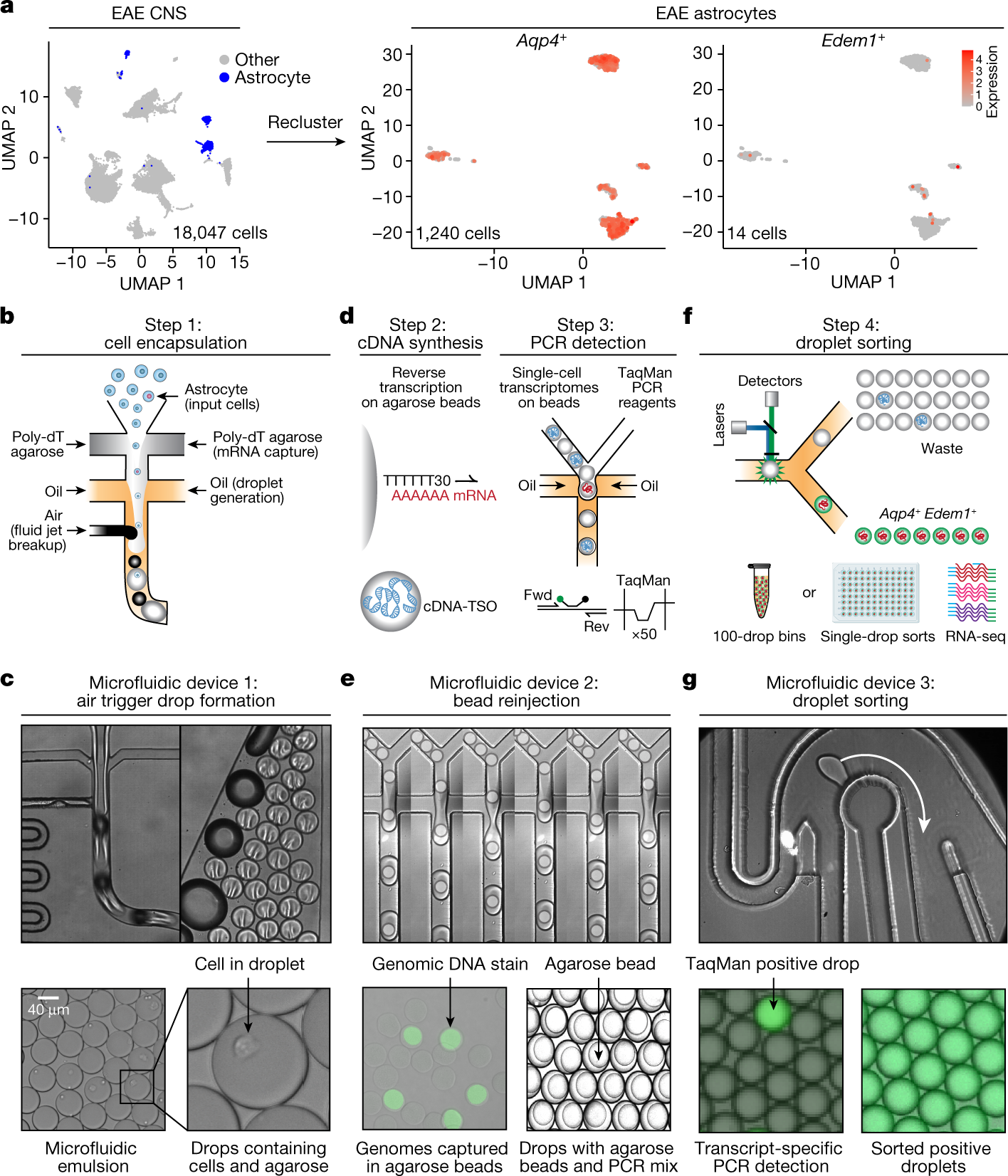 Identification of astrocyte regulators by nucleic acid cytometry | Nature