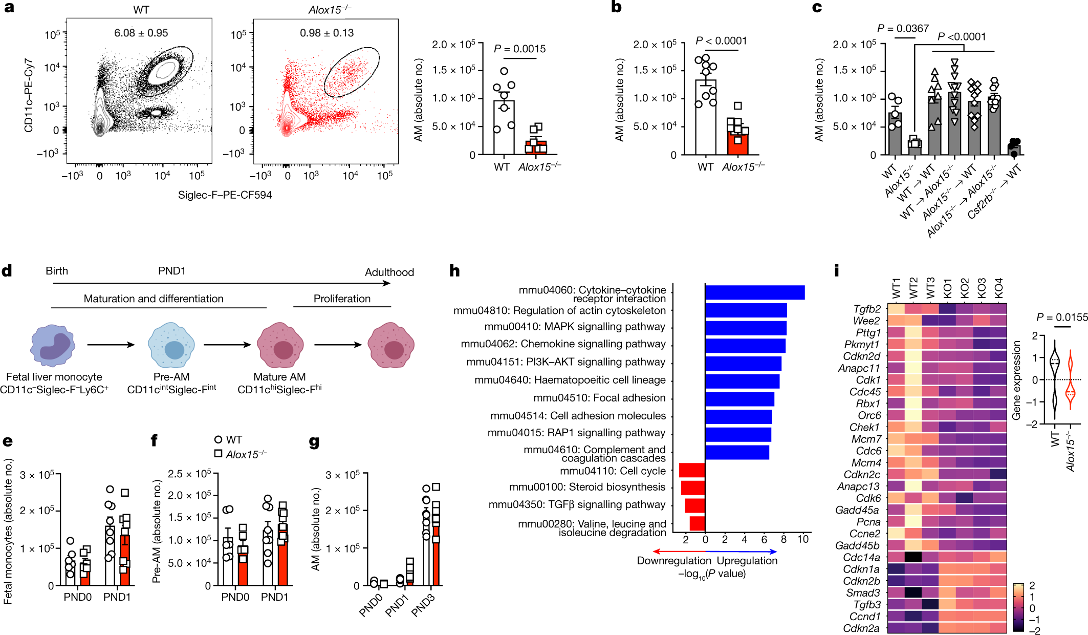 Neonatal imprinting of alveolar macrophages via neutrophil-derived 12-HETE  | Nature
