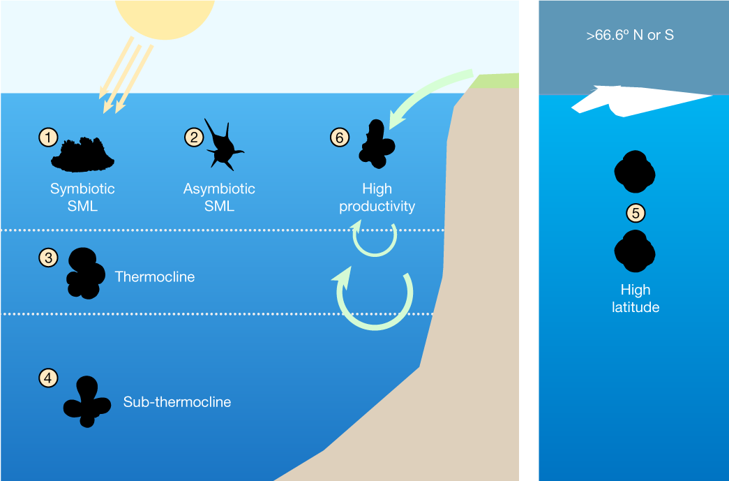 Late Cenozoic cooling restructured global marine plankton communities