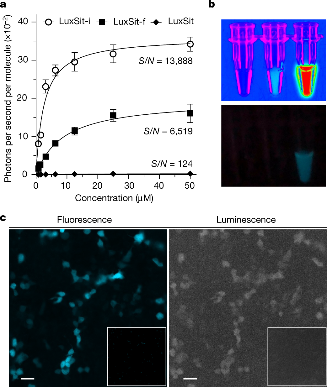Fig. 3: Characterization of de novo luciferase activity in vitro and in human cells.