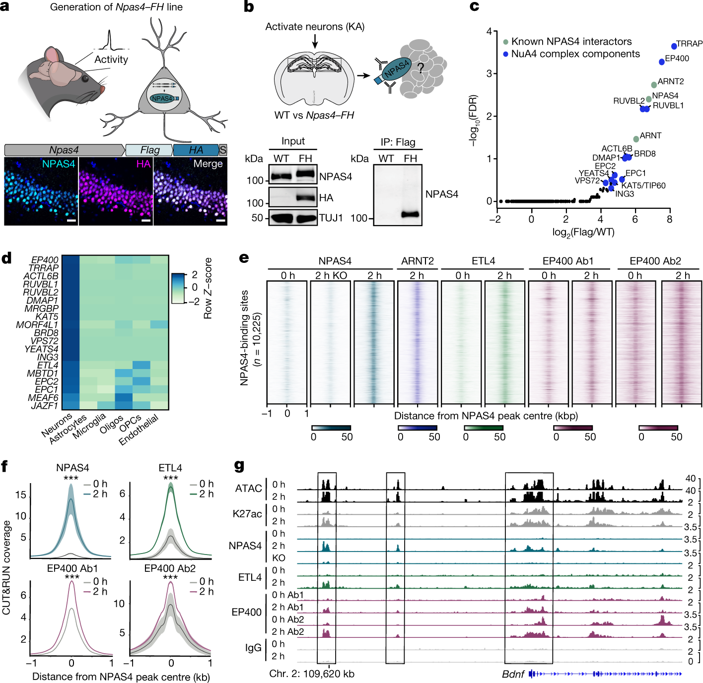A NPAS4–NuA4 complex couples synaptic activity to DNA repair Nature image