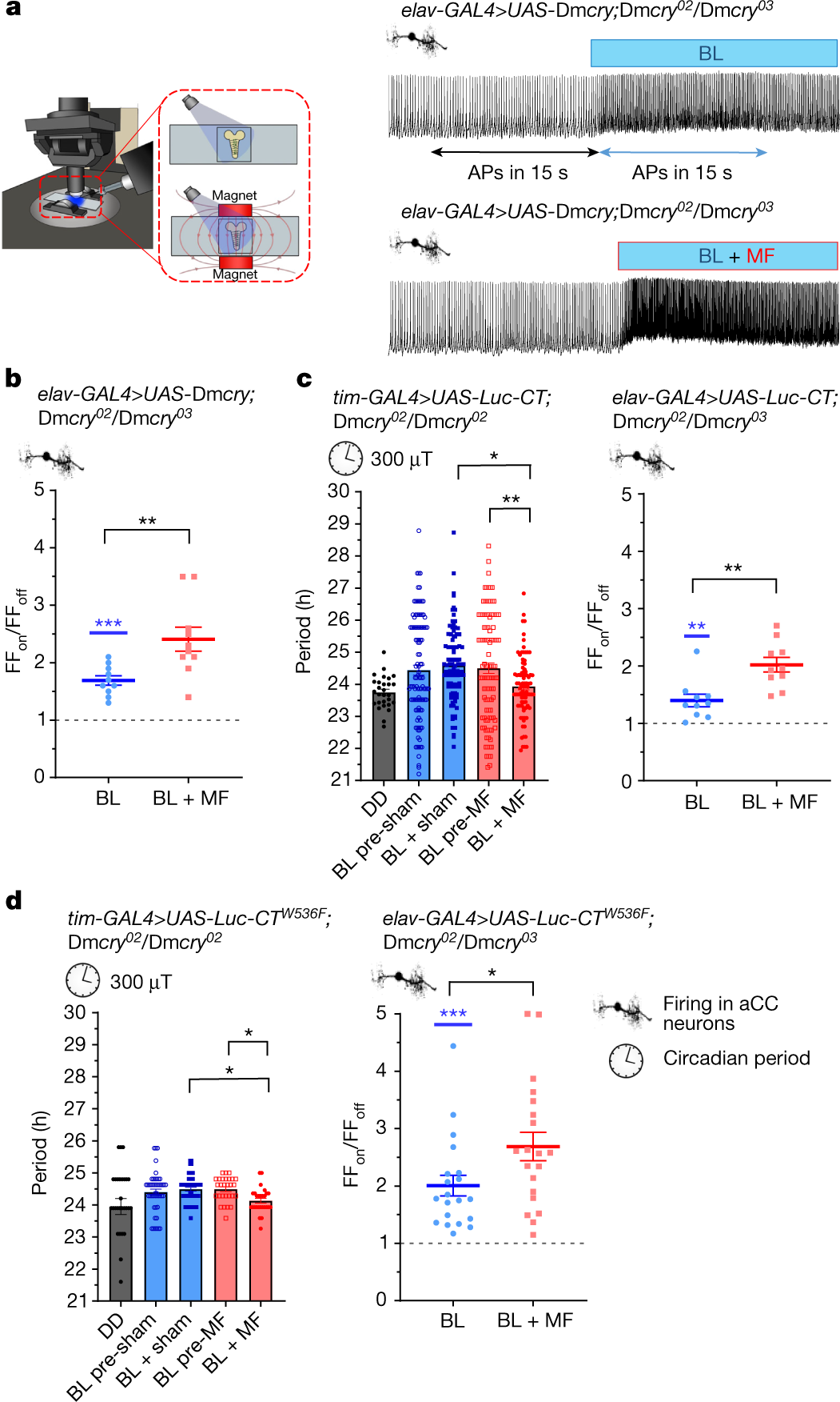 Fig. 1: Luc–CT is sufficient to support magnetosensitivity.