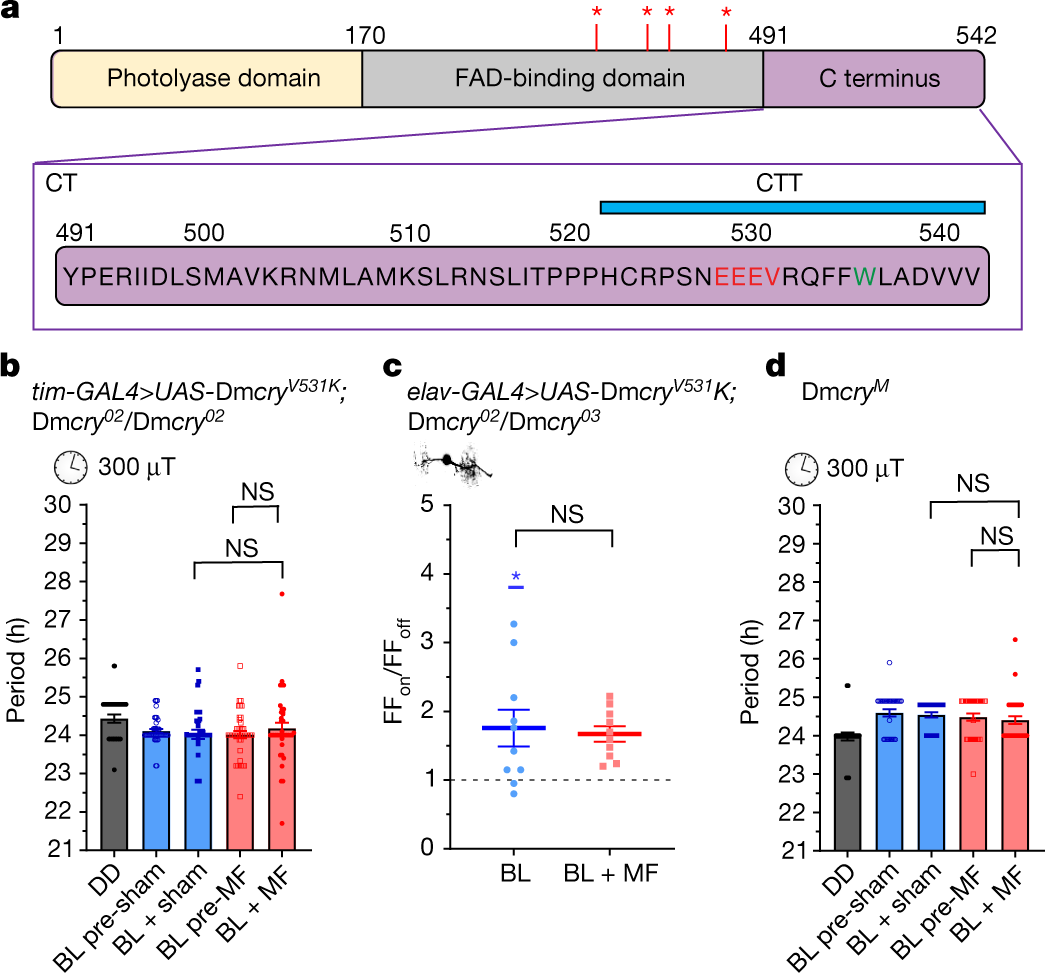 Fig. 3: Integrity of the CTT is required for it to facilitate magnetosensitivity.