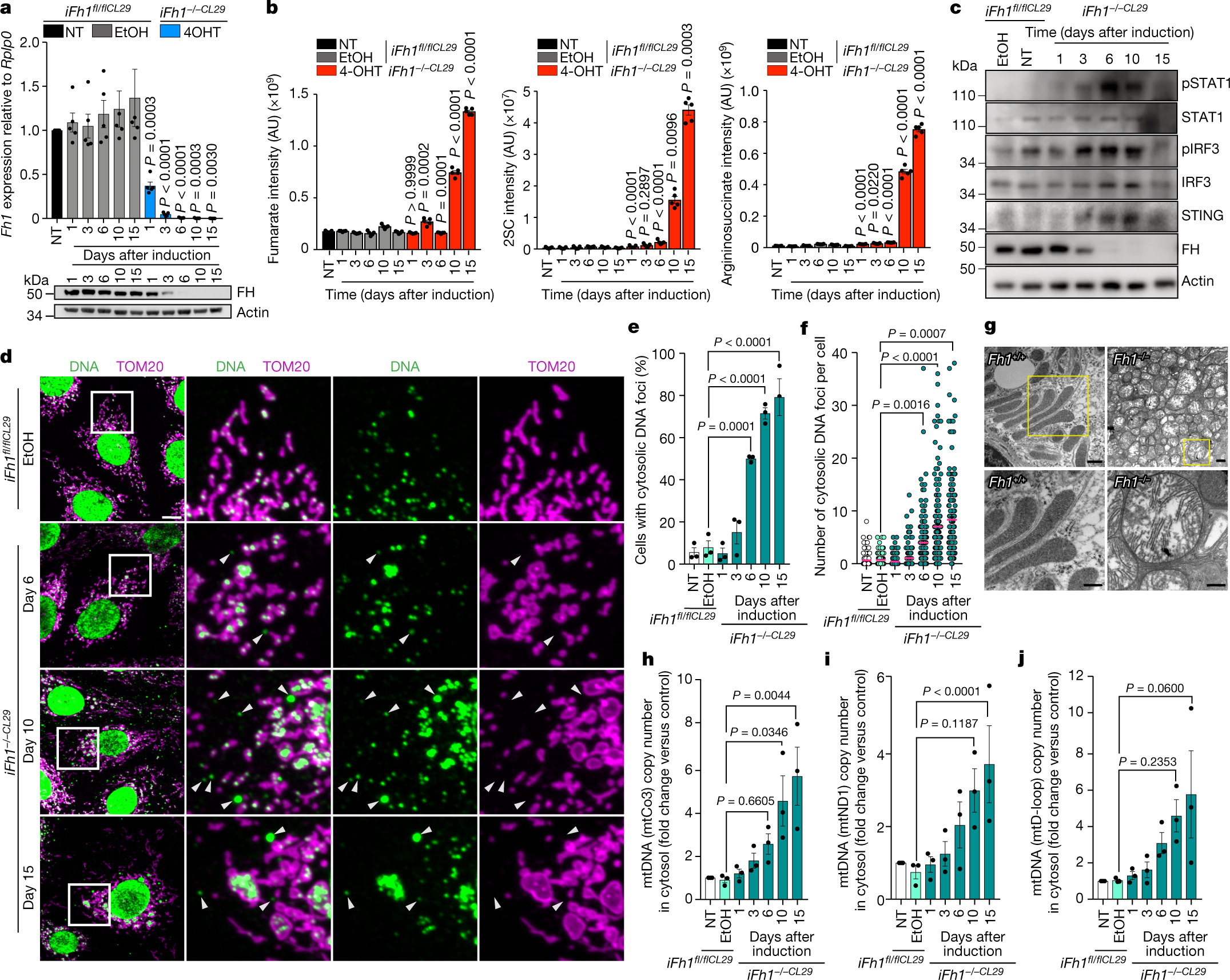 Fig. 2: Activation of the cGAS–STING pathway in Fh1-deficient cells is triggered by cytosolic mtDNA.