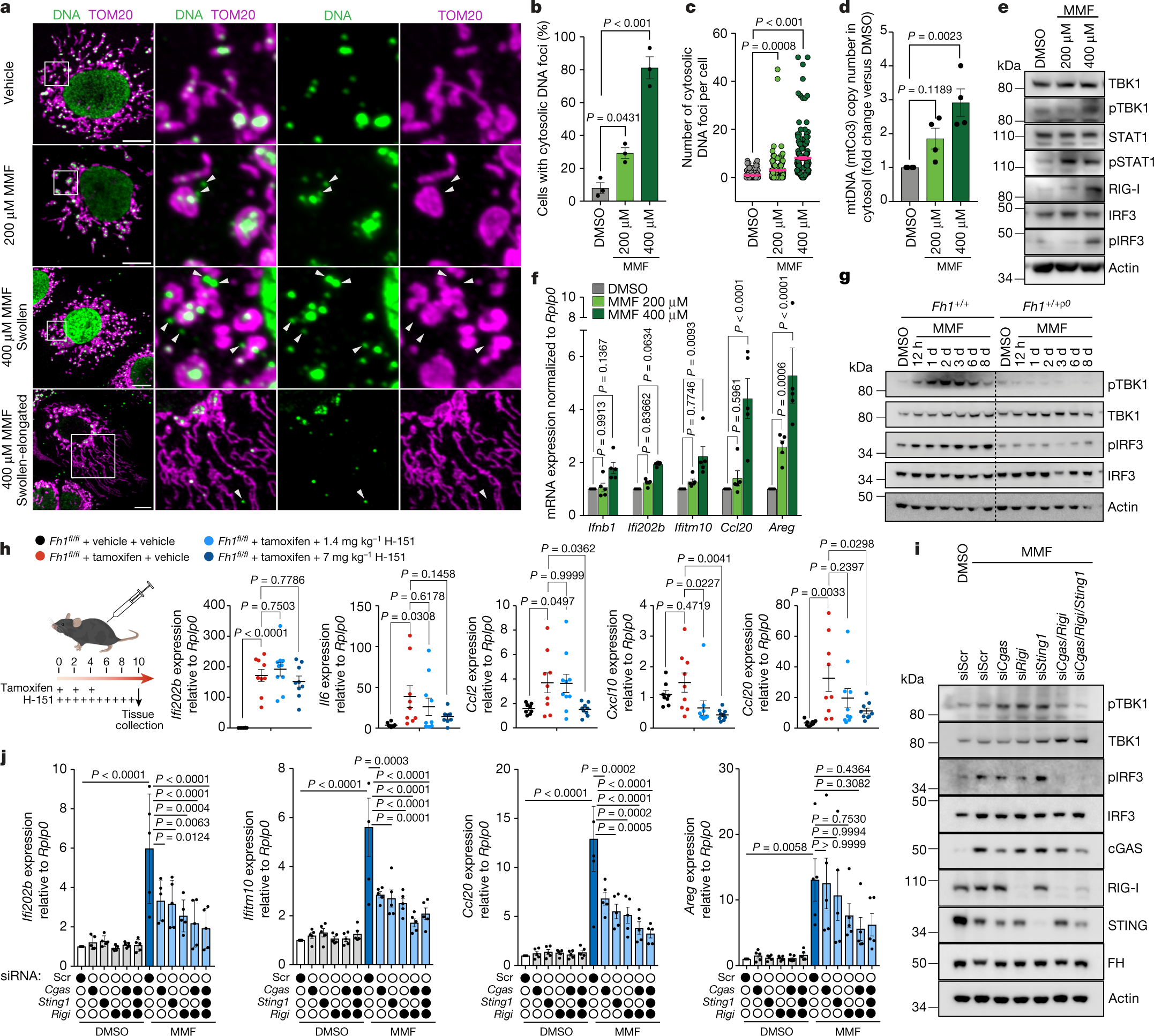 Fig. 3: Fumarate induces a remodelling of mitochondrial morphology and the release of mtDNA.