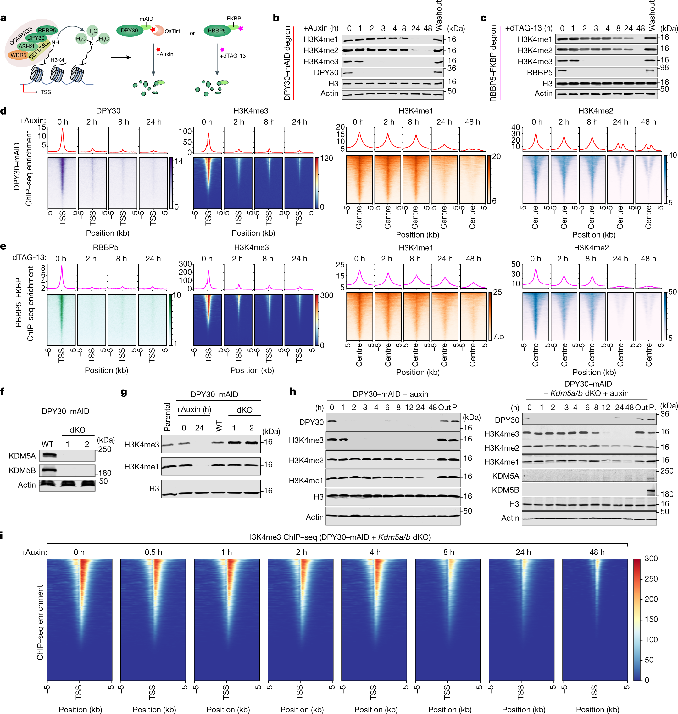 Histone methyltransferases Setd1b increases H3K4me3 level to