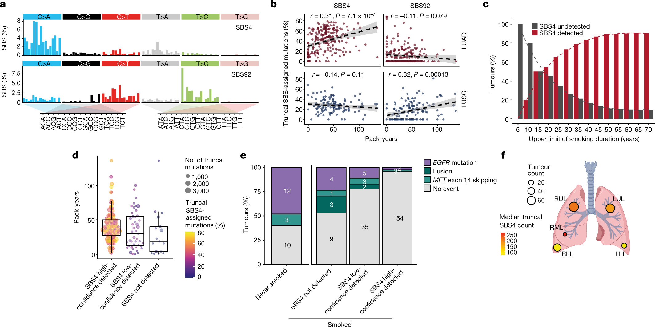 Fig. 2: Clinical and physiological determinants of SBS4-associated mutagenesis in NSCLC.
