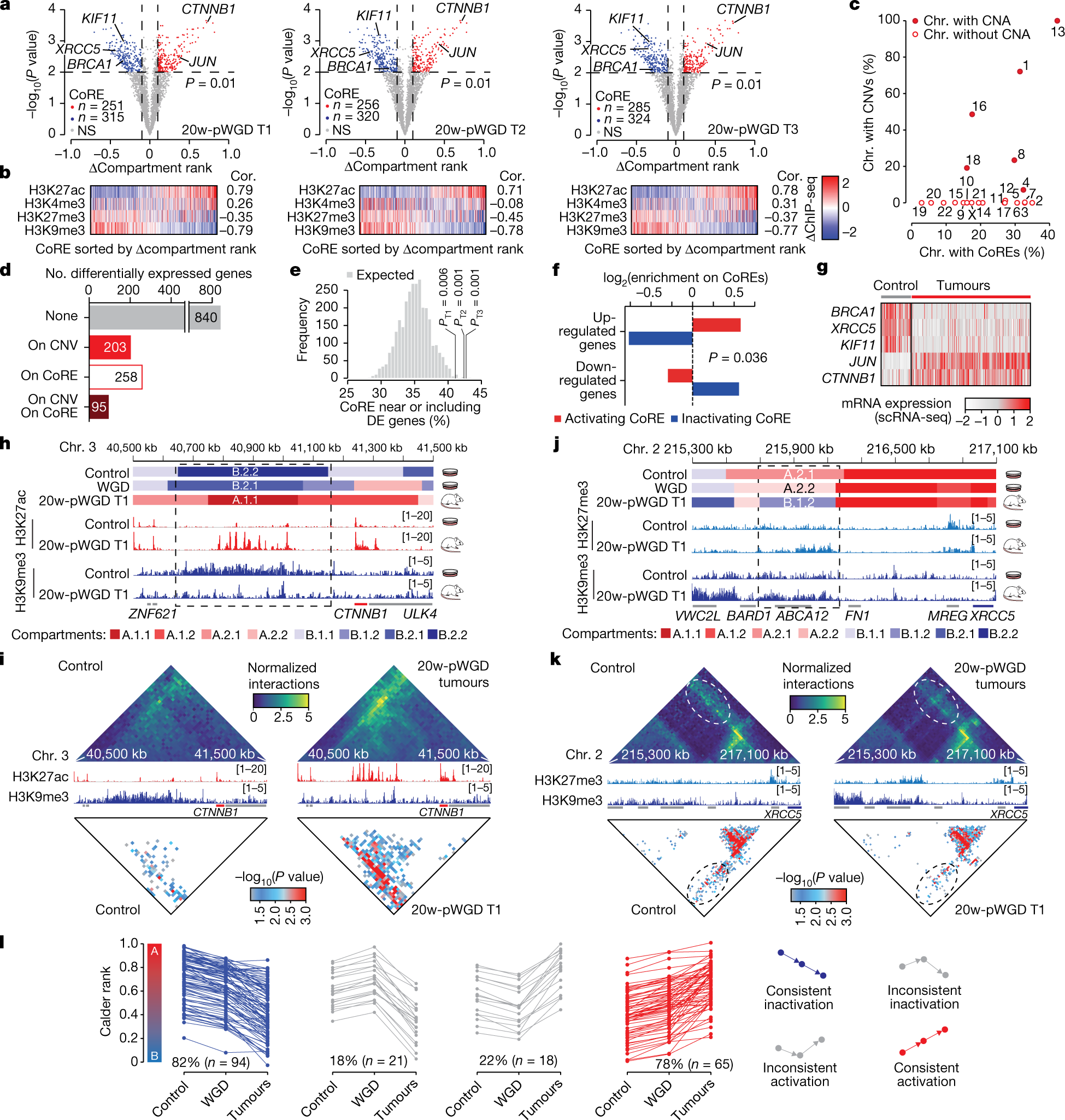 Fig. 5: Comparison of subcompartment repositioning in tumours after WGD.