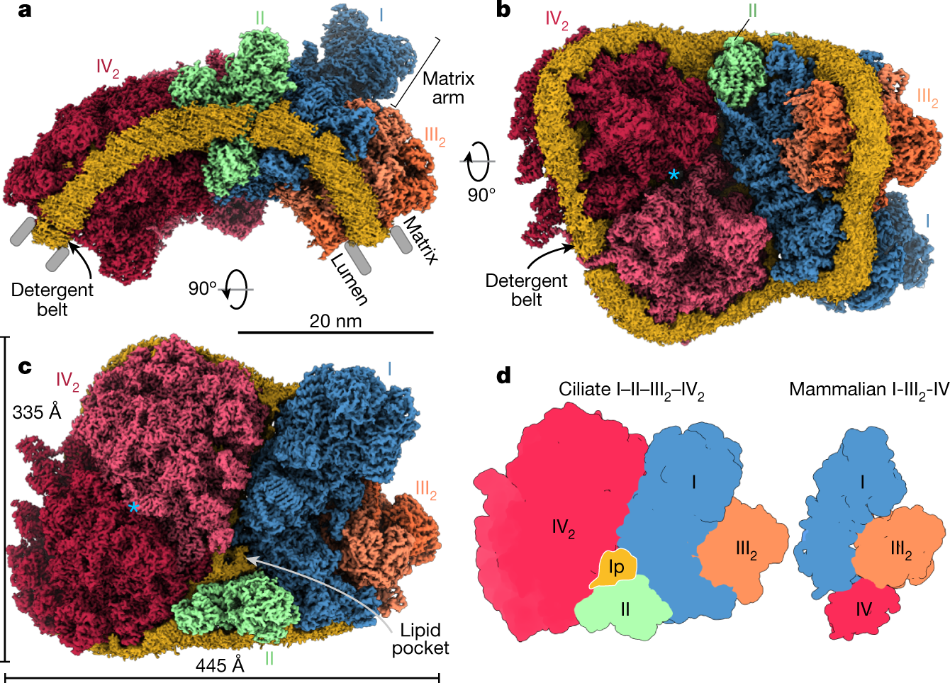 Structural basis of mitochondrial membrane bending by the I–II–III2–IV2  supercomplex | Nature