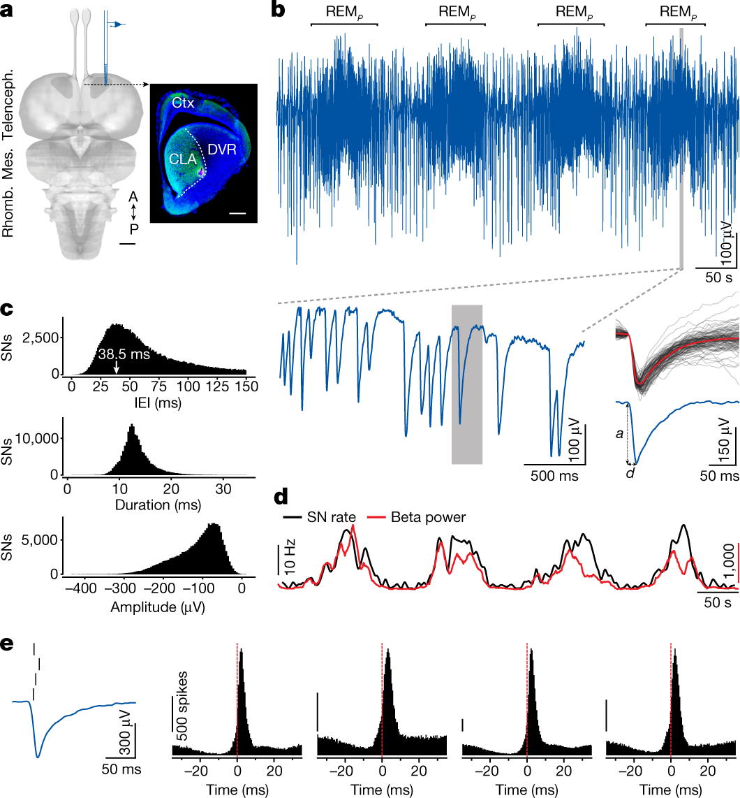 Interhemispheric competition during sleep