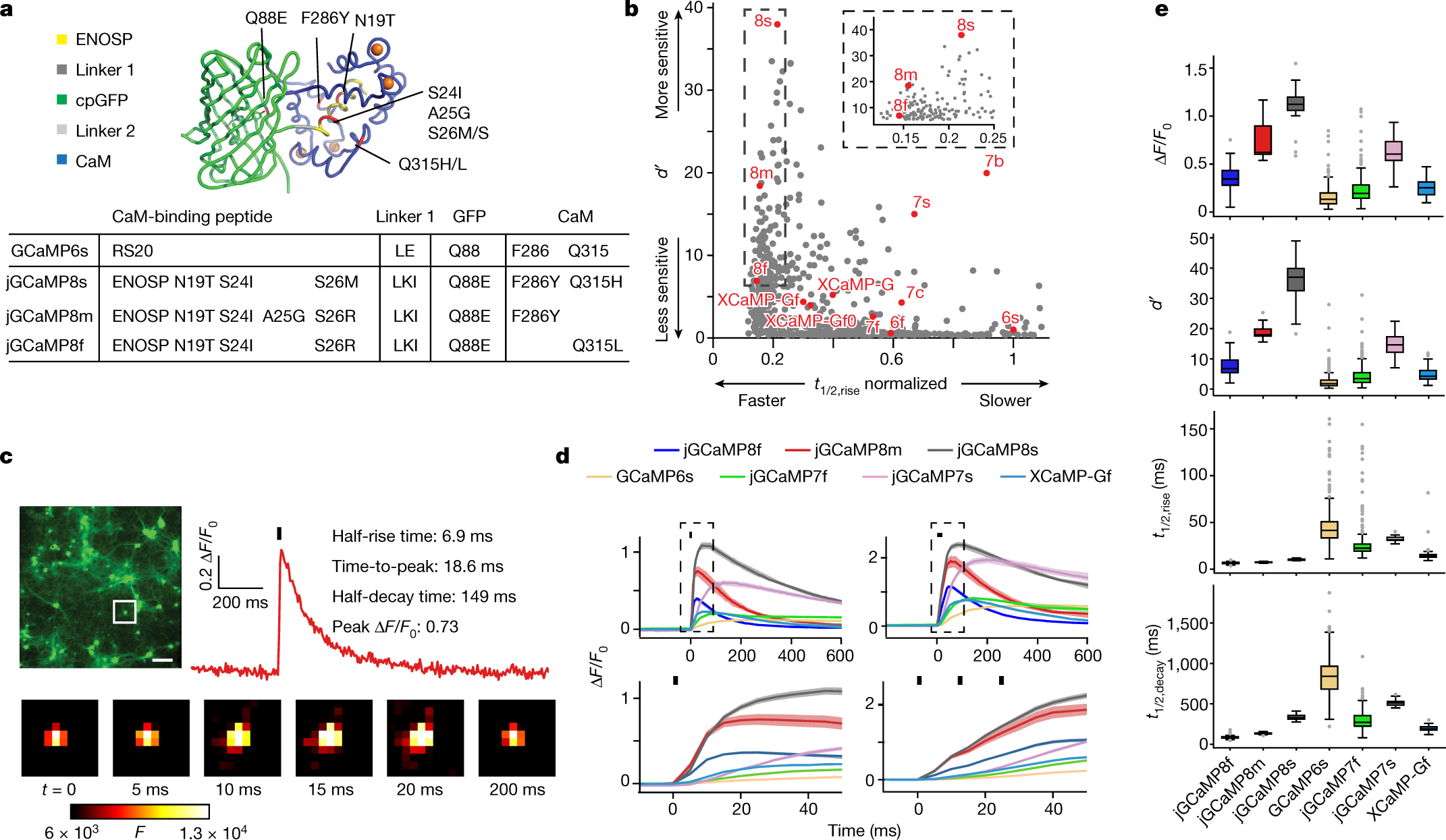 Fast and sensitive GCaMP calcium indicators for imaging neural