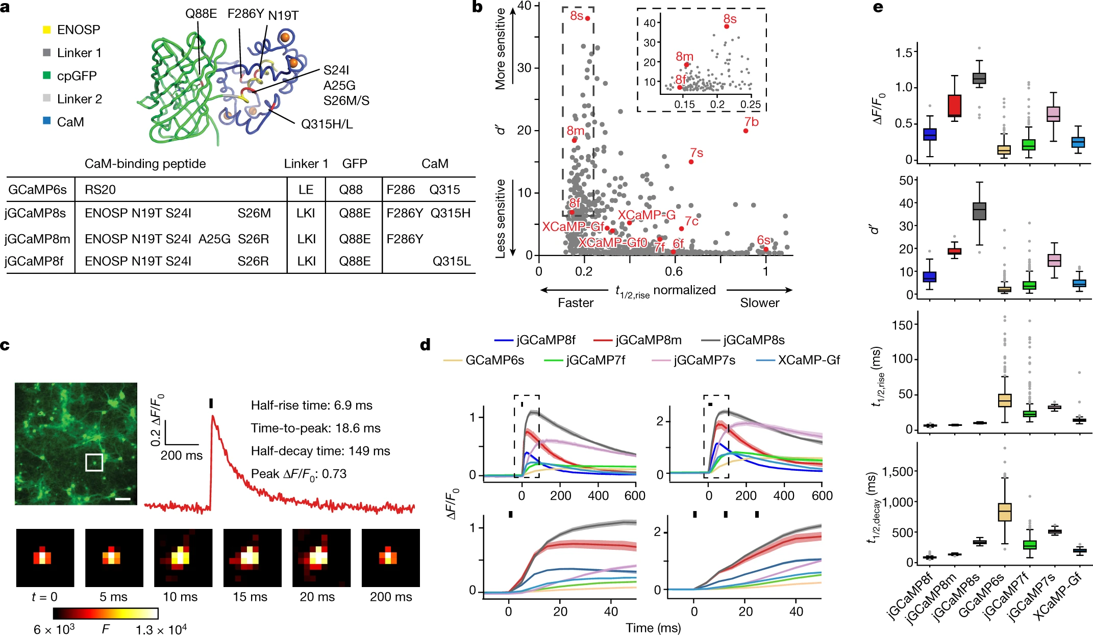 Fast and sensitive GCaMP calcium indicators for imaging neural populations