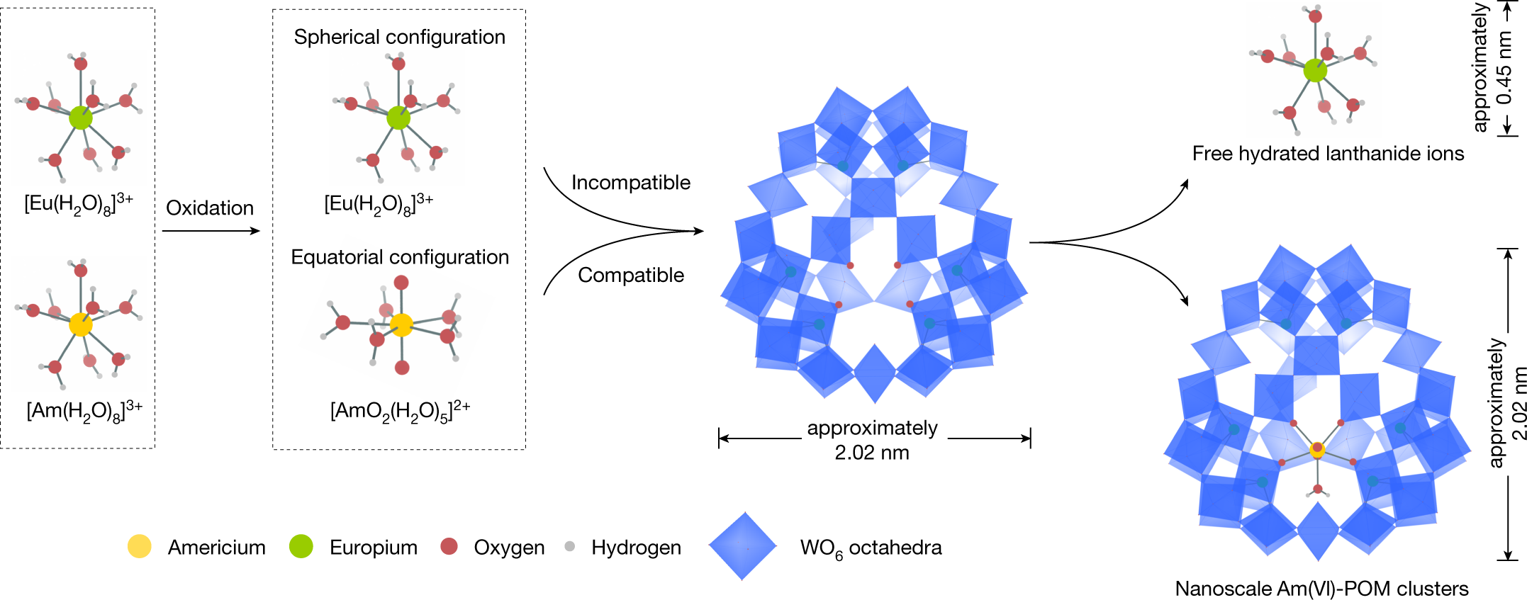 Ultrafiltration separation of Am(VI)-polyoxometalate from ...