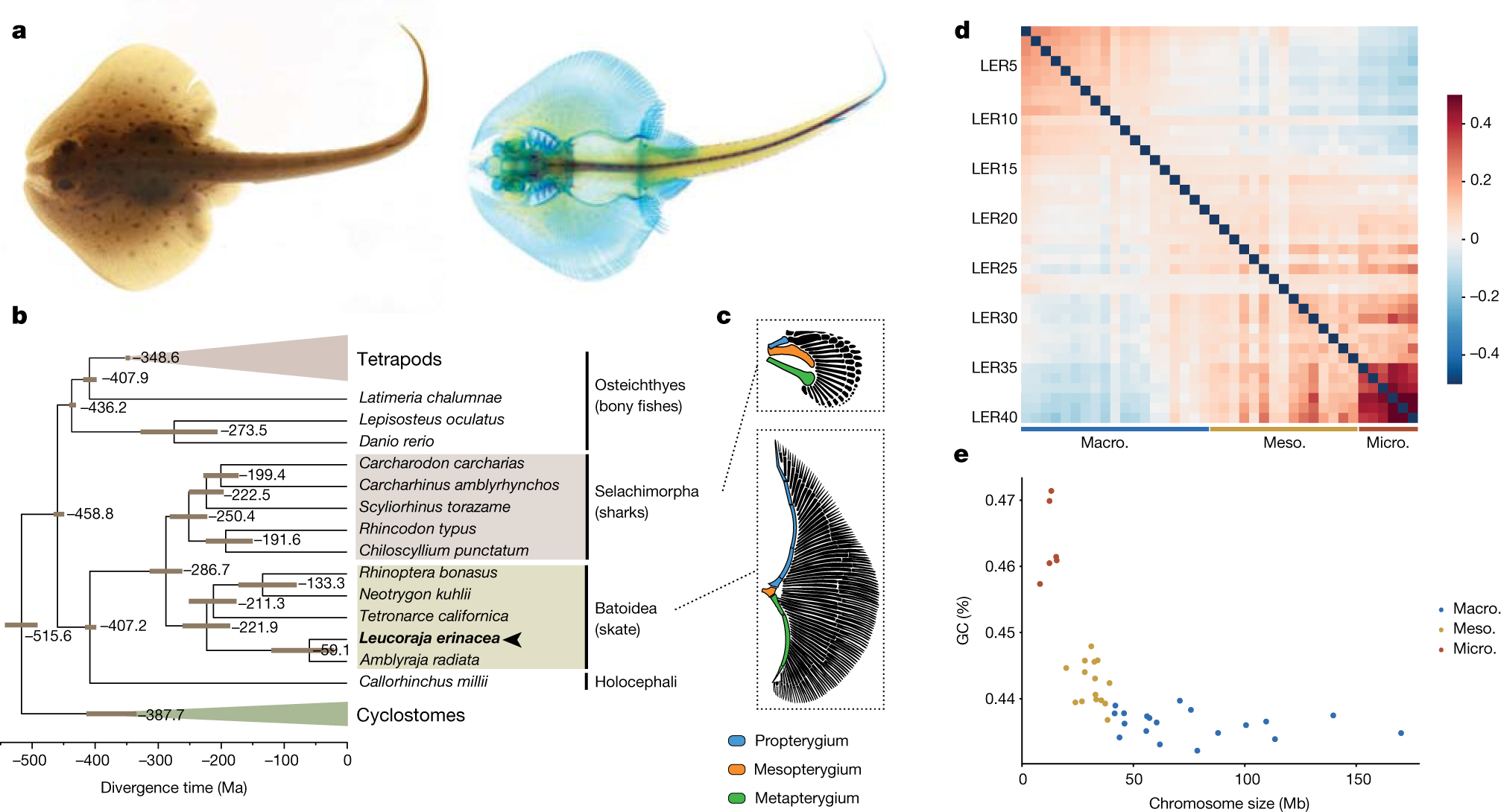 The little skate genome and the evolutionary emergence of wing