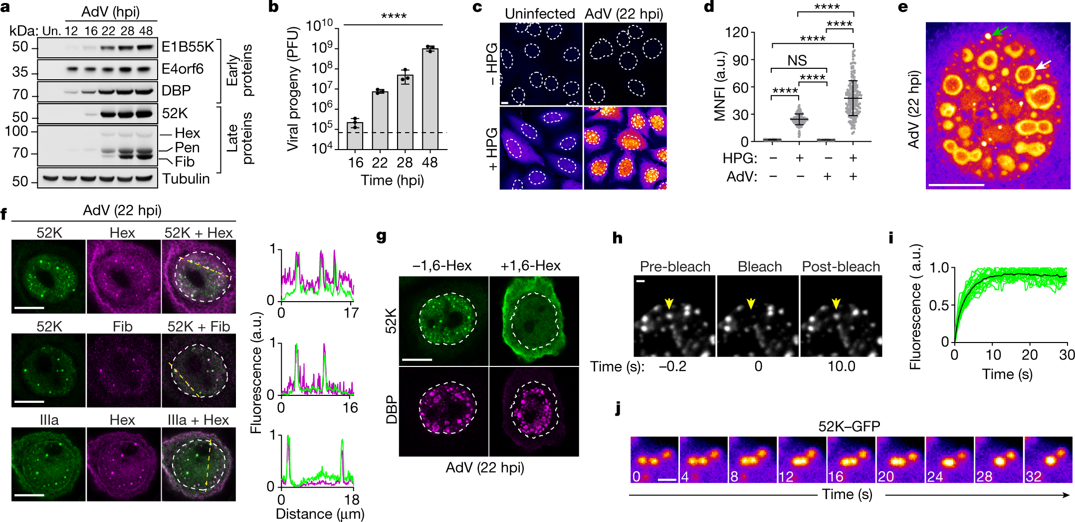 A viral biomolecular condensate coordinates assembly of progeny particles |  Nature