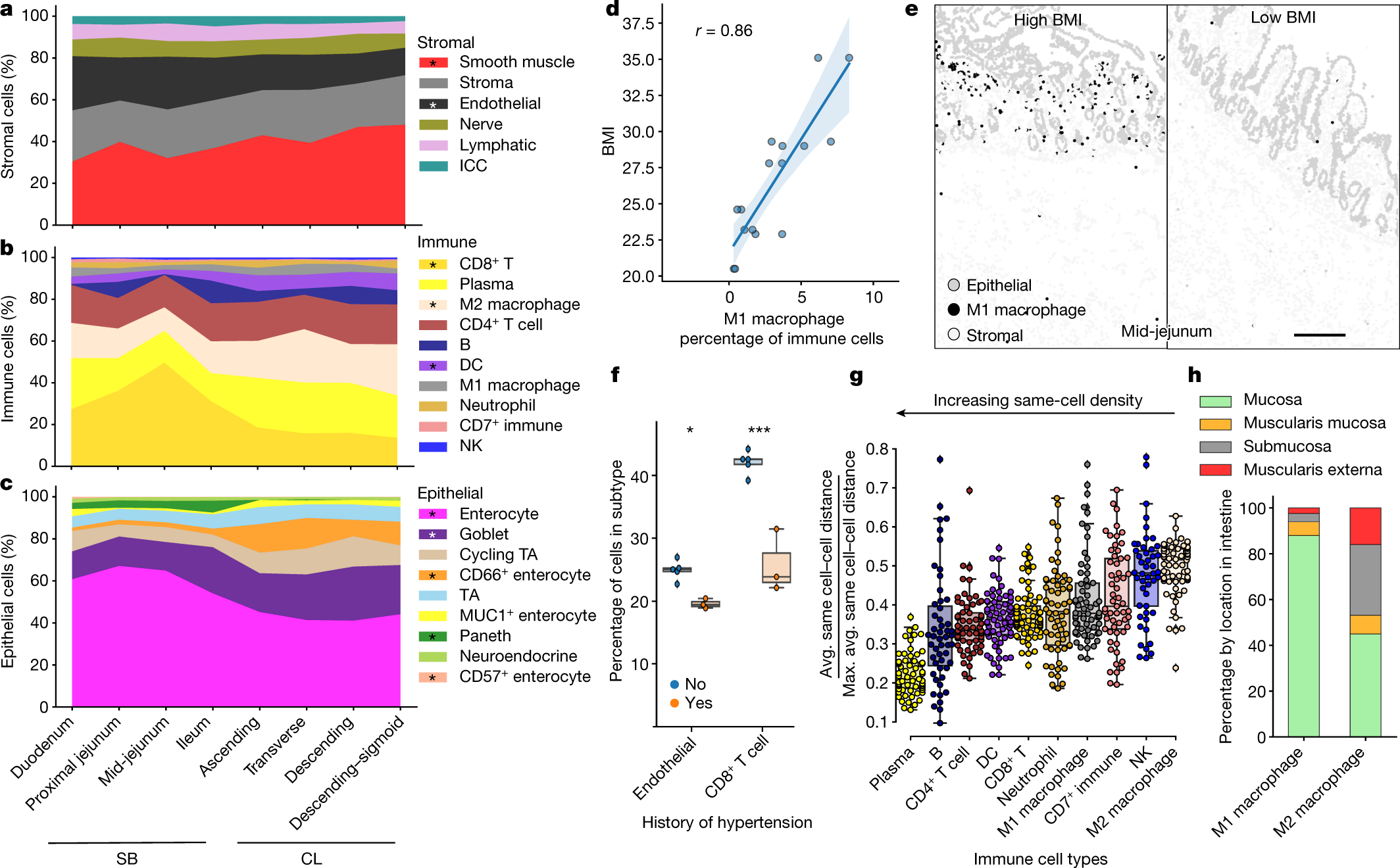 Organization of the human intestine at single-cell resolution - Vimarsana News