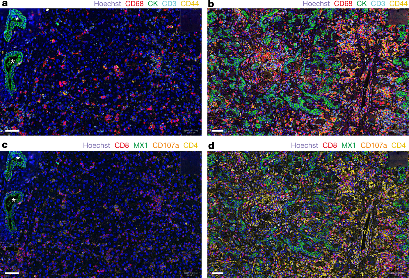 Fig. 4: CODEX analysis of liver tissue.