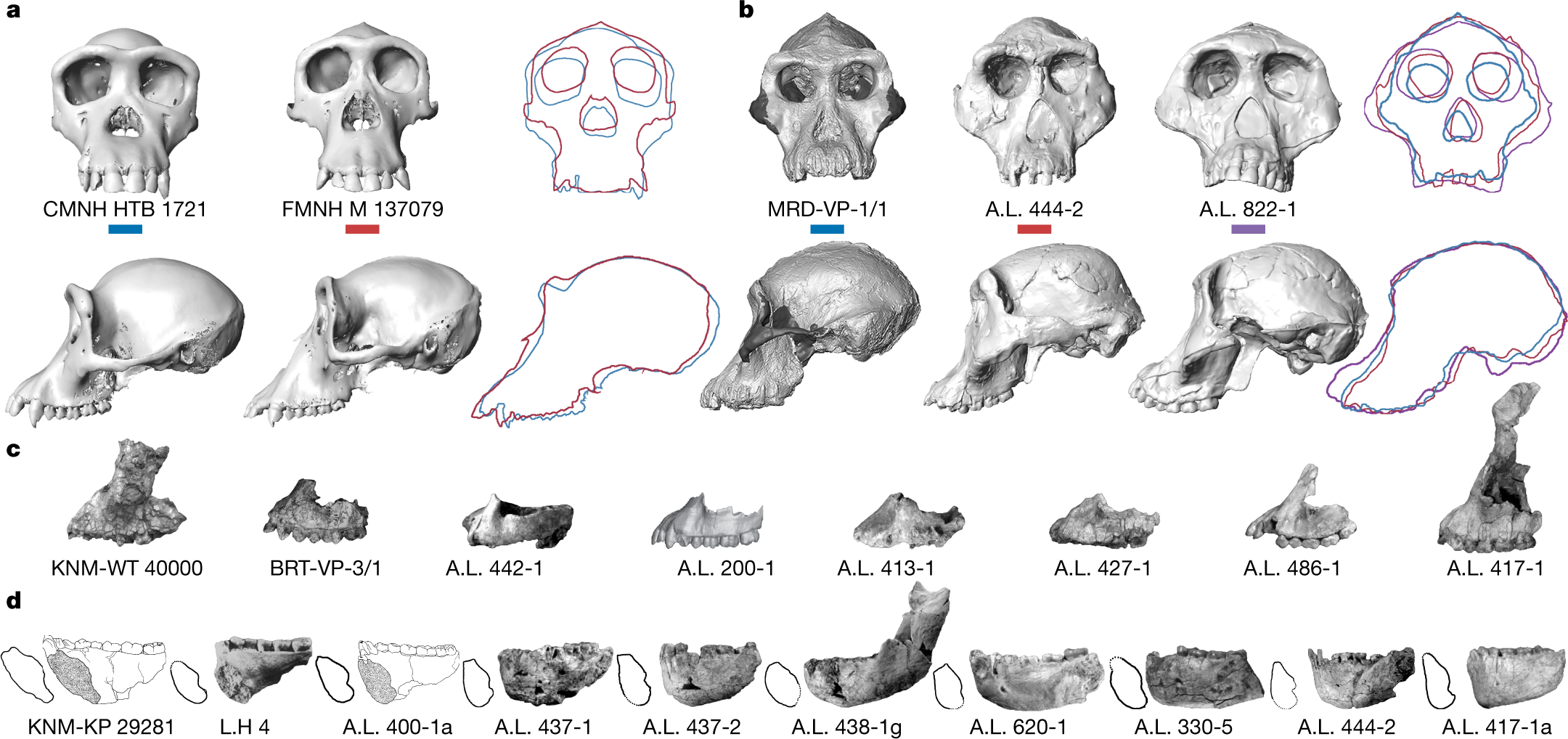 Reappraising the palaeobiology of Australopithecus | Nature