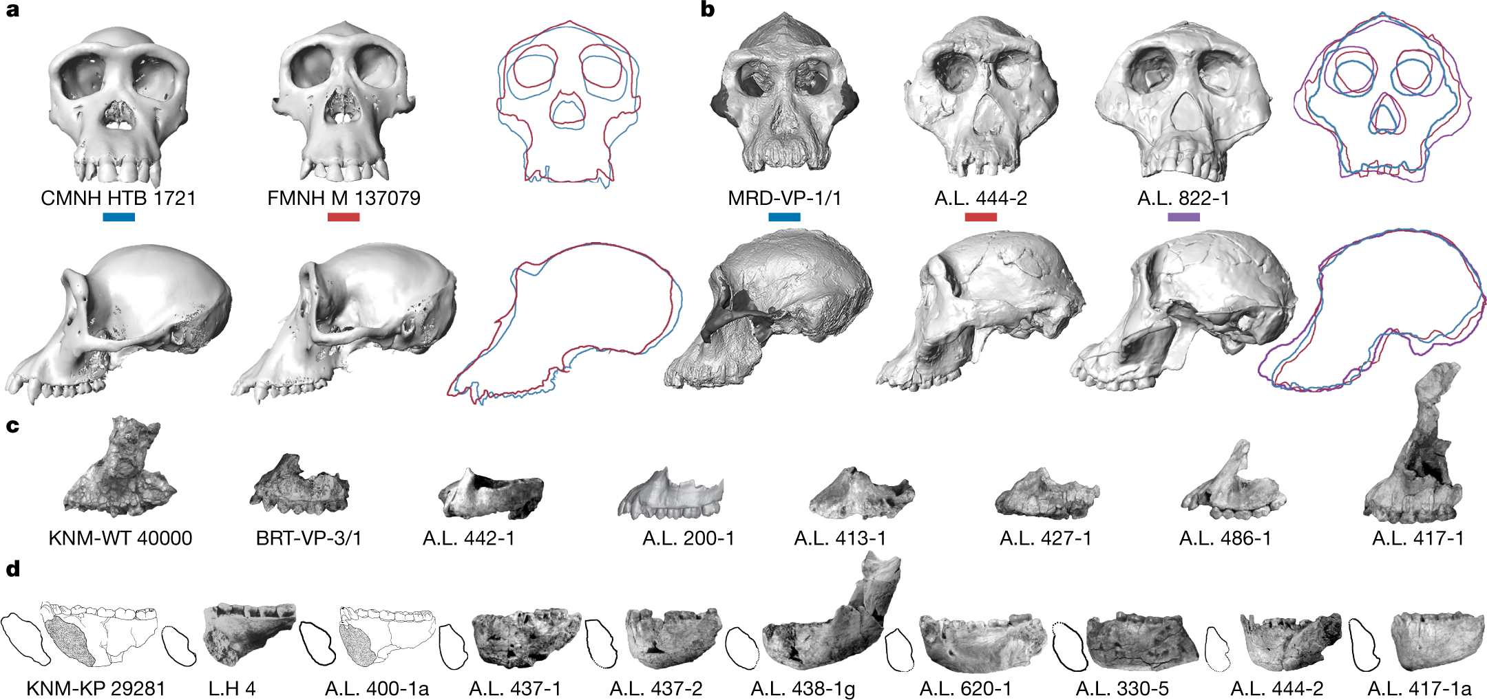 australopithecus robustus skull features