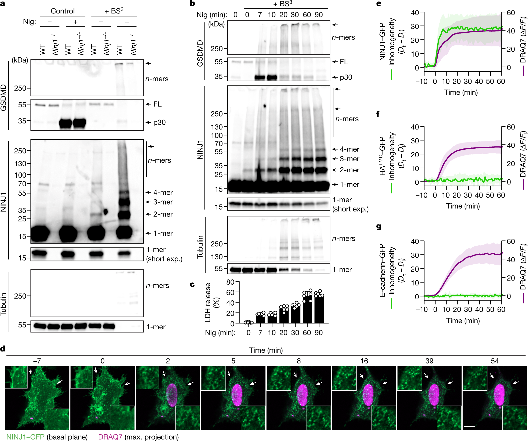 Structural basis of NINJ1-mediated plasma membrane rupture in cell death |  Nature