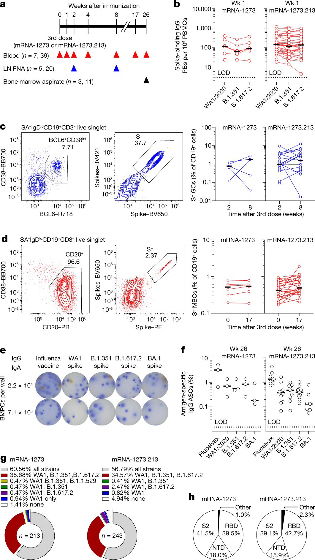 Fig. 1: B cell response to mRNA-1273 and mRNA-1273.213 booster immunizations.