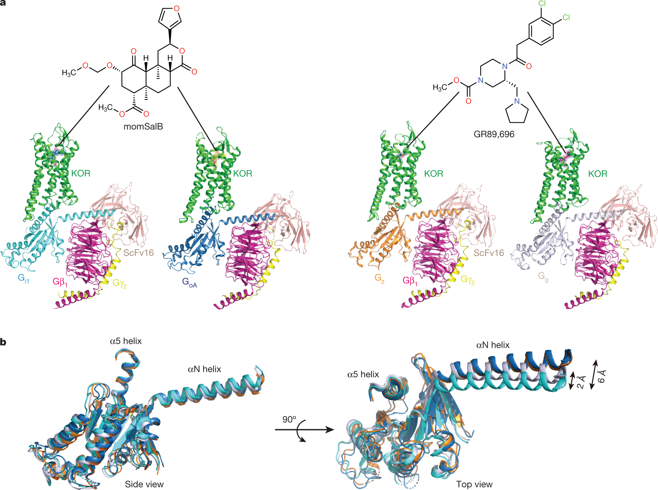 Ligand and G-protein selectivity in the κ-opioid receptor | Nature