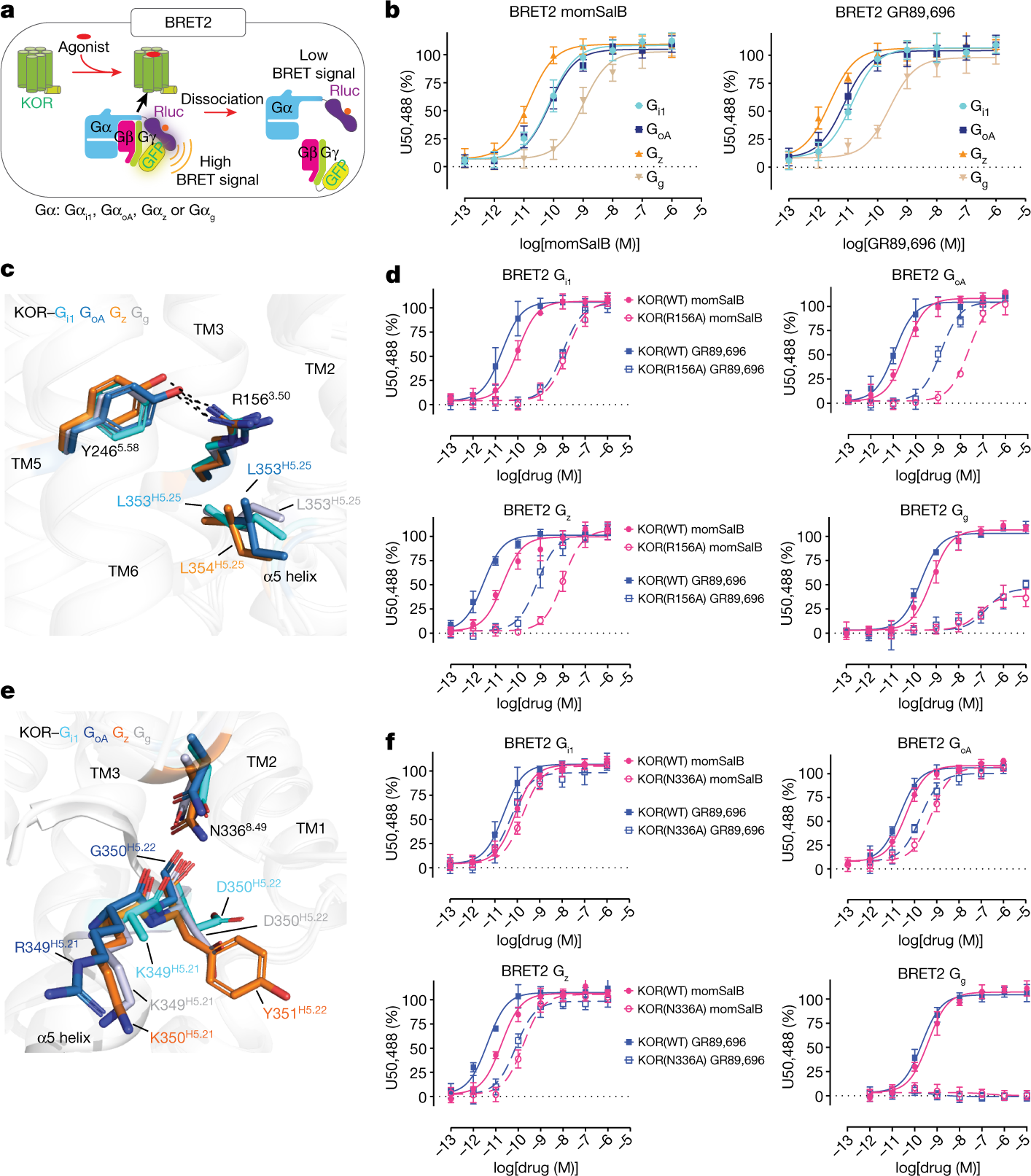Fig. 3: Comparison of the receptor–G-protein-binding interface of the KOR–Gi1, KOR–GoA, KOR–Gz and KOR–Gg complexes.