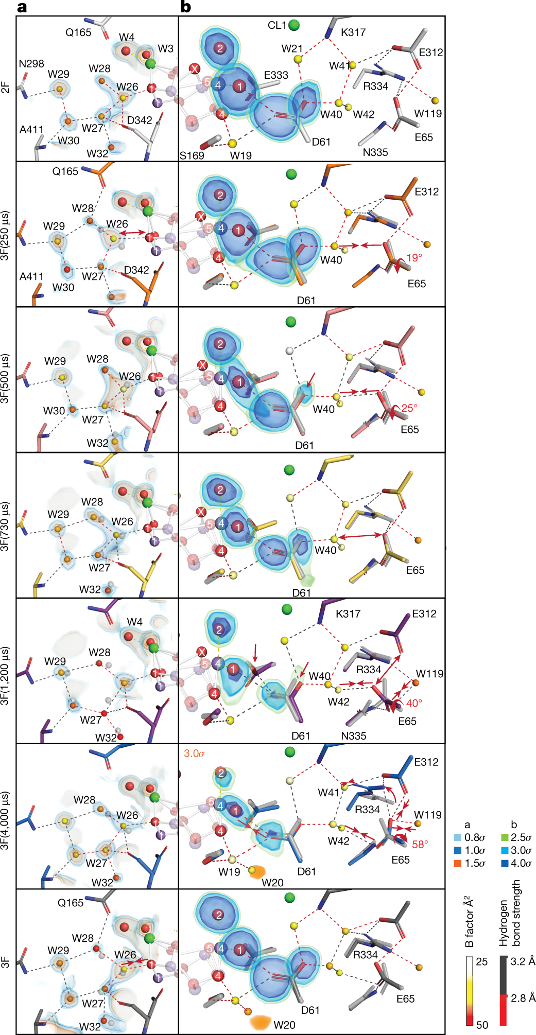 Fig. 4: Structural changes in select regions of the water and proton channels of PS II during the S3→S0 transition.