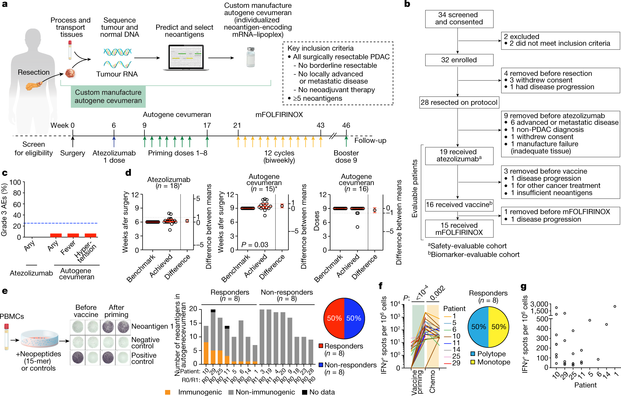 Immunotherapy for pancreatic cancer boosts survival more than 75 percent in  mice, study finds