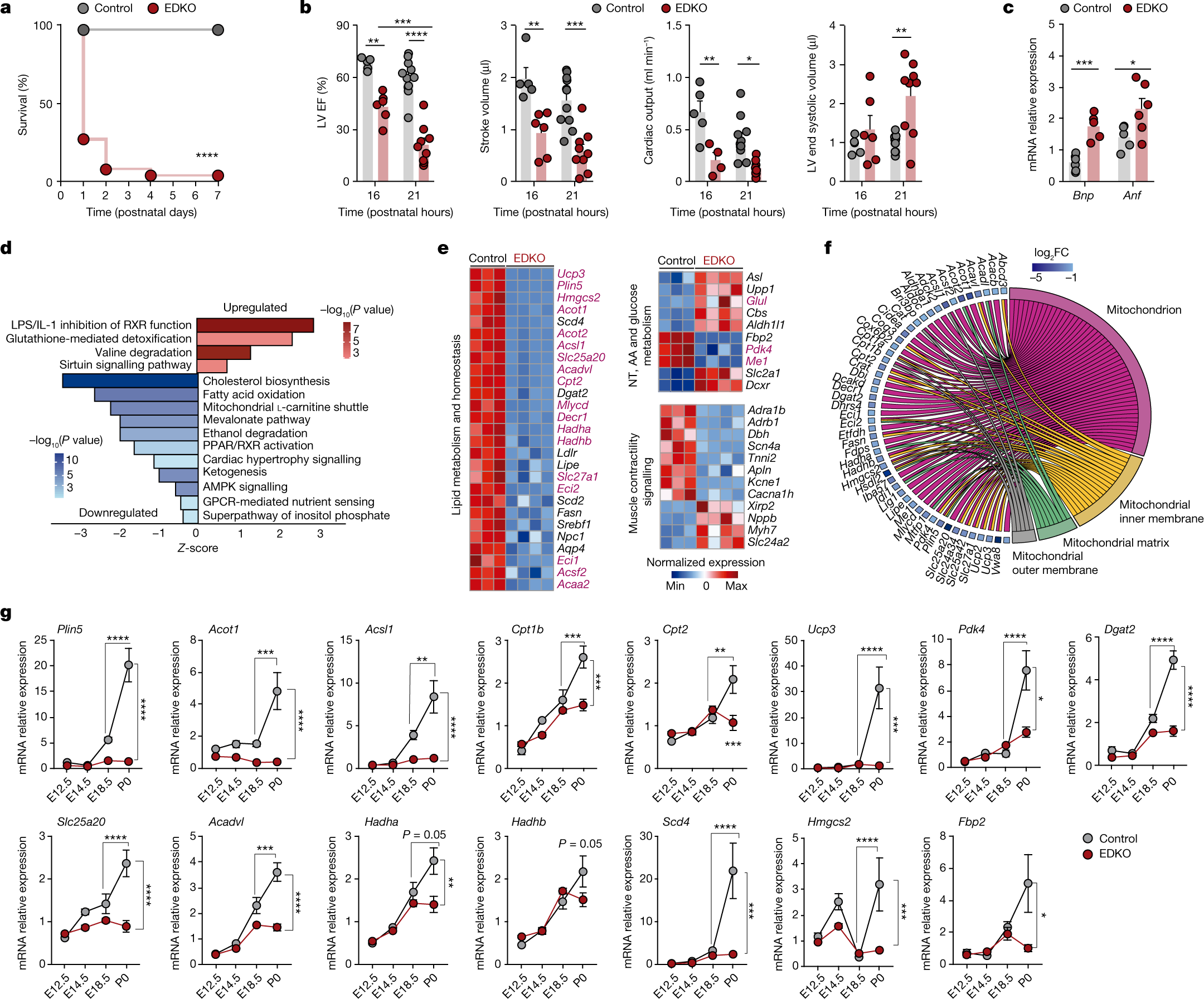 γ-Linolenic acid in maternal milk drives cardiac metabolic maturation