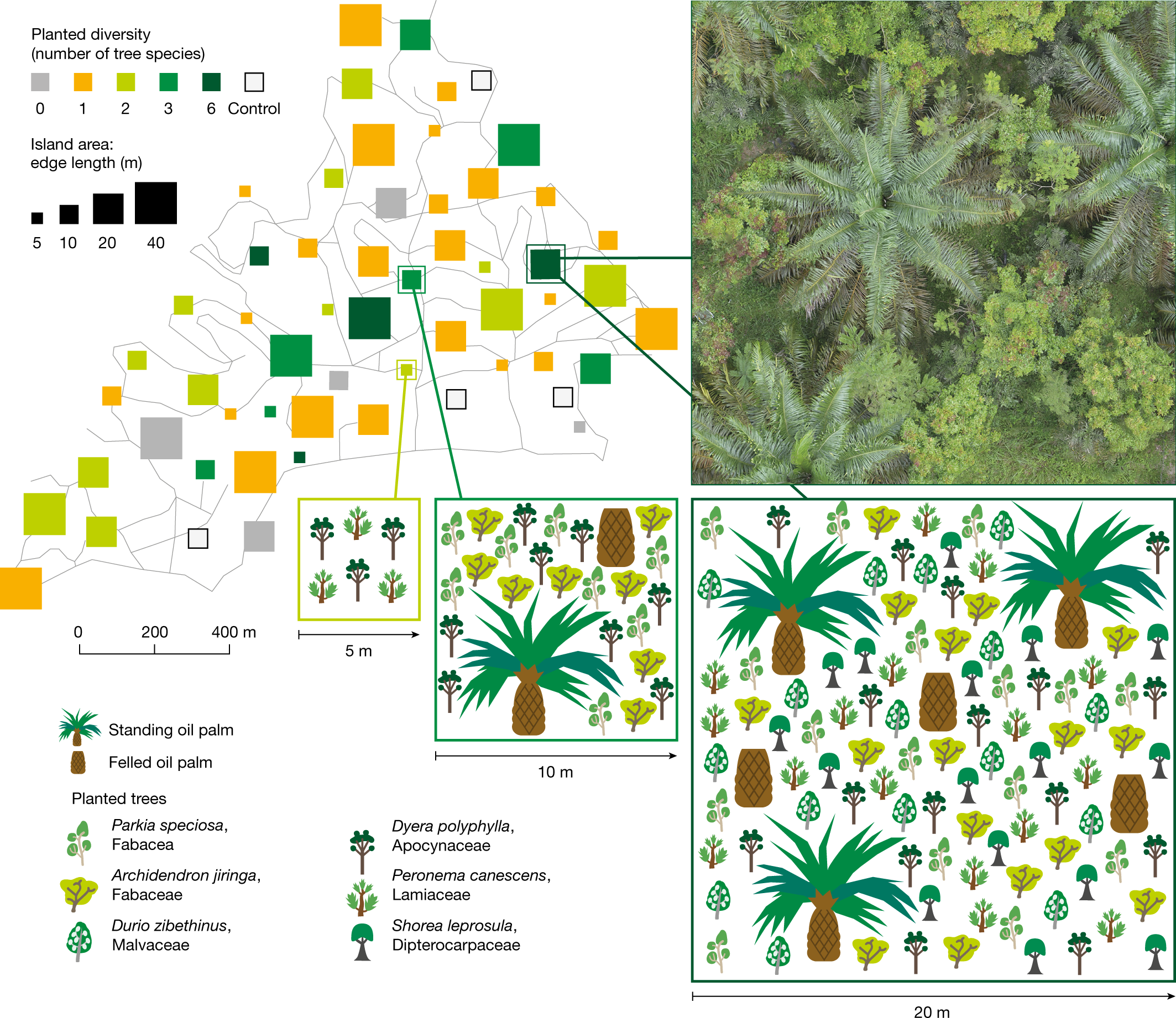 Tree islands enhance biodiversity and functioning in oil palm landscapes |  Nature