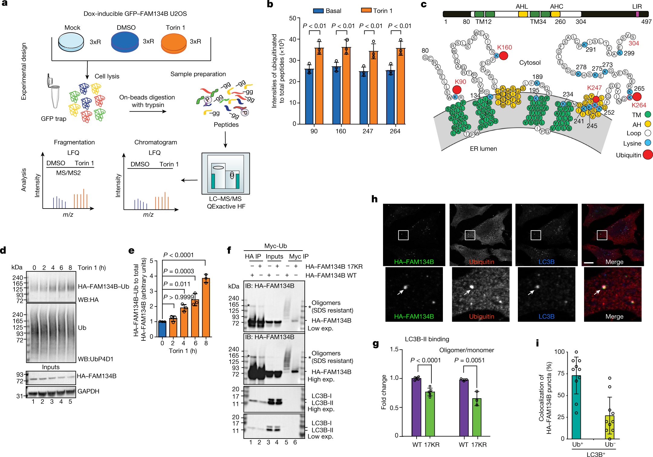 Ubiquitination regulates ER-phagy and remodelling of endoplasmic reticulum  | Nature