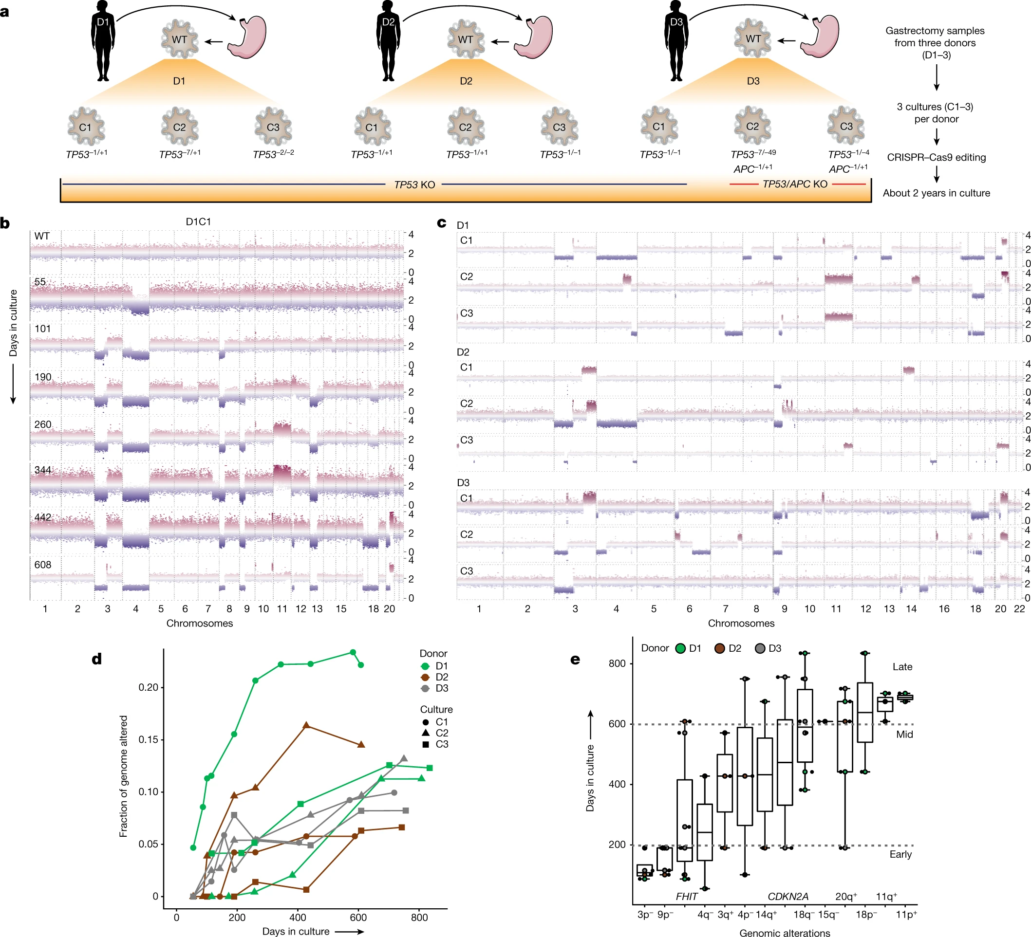 Deterministic evolution and stringent selection during preneoplasia.