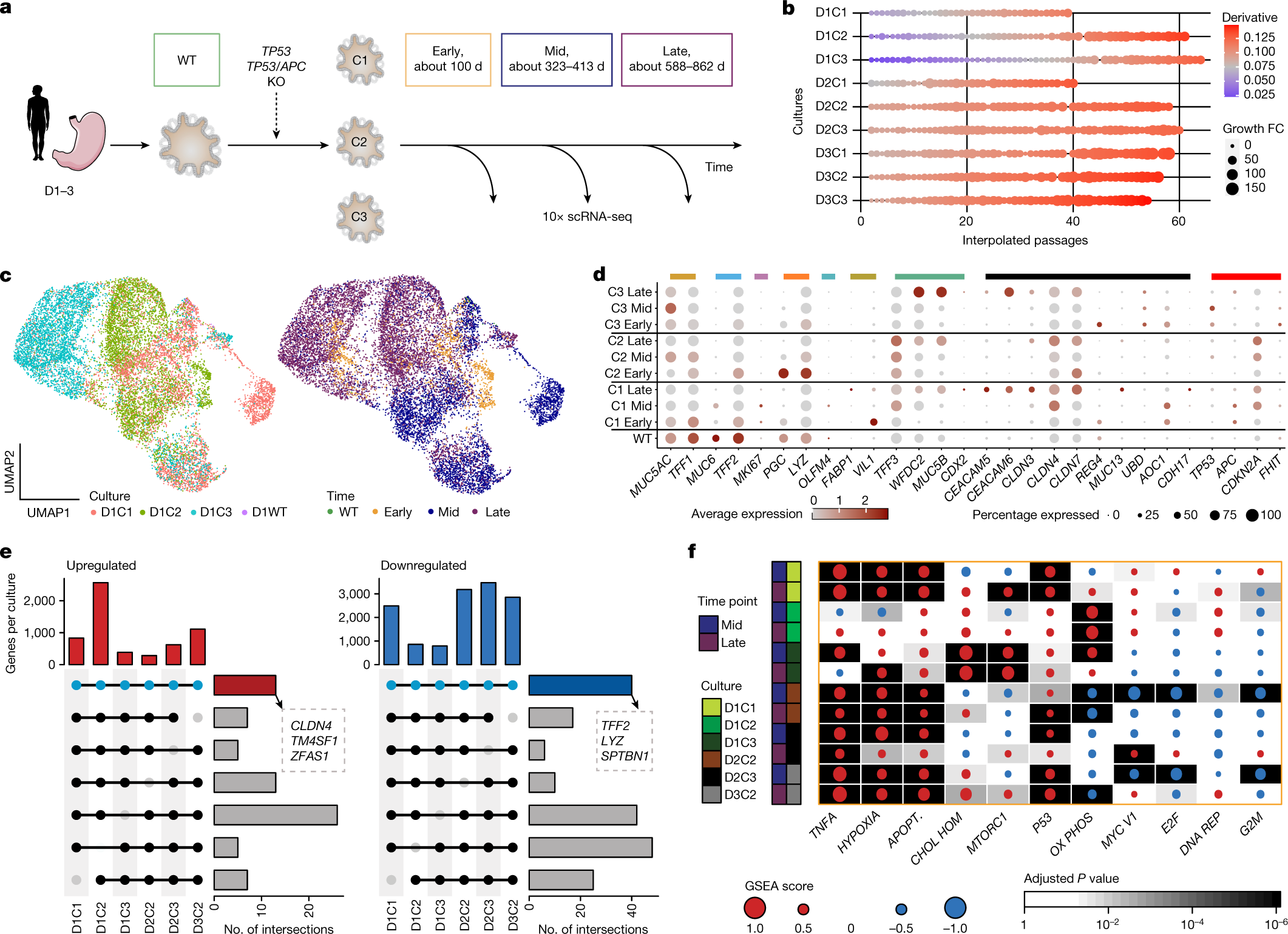 Fig. 3: Transcriptional deregulation in TP53-deficient gastric organoids.