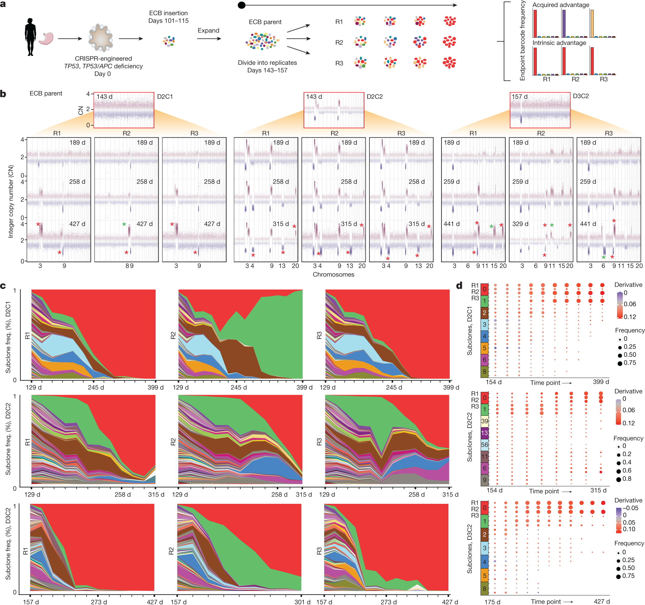 Fig. 5: Lineage tracing showing subclonal dynamics and deterministic outgrowth.