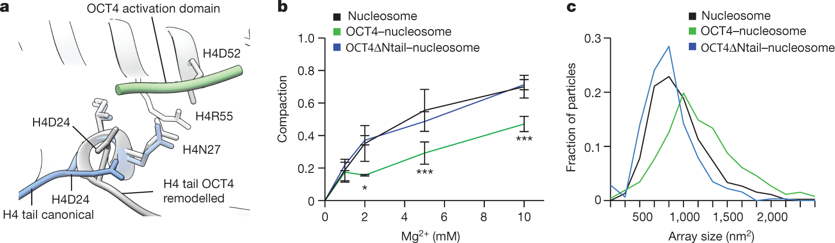 Fig. 2: OCT4 activation domain remodels the N-terminal tail of histone H4.