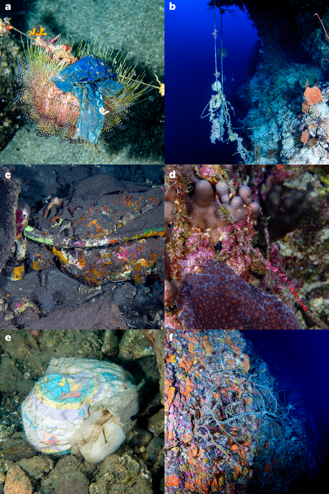 Brazilian Reef Fishes Book is the Most Comprehensive Reference to Date, Reef Builders