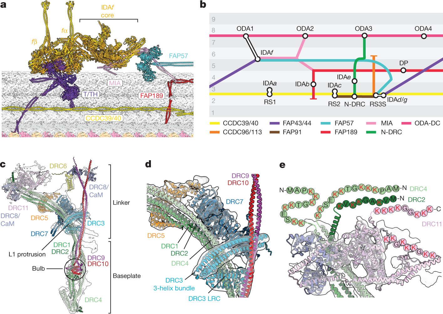 Fig. 2: Structures of mechanoregulatory complexes from the C. reinhardtii axoneme.