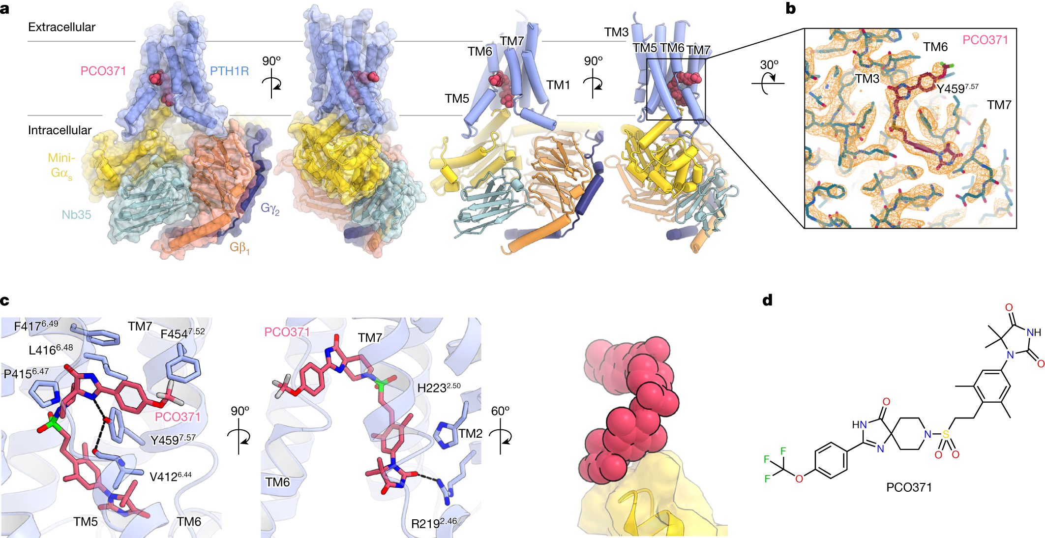 Class B1 GPCR activation by an intracellular agonist | Nature
